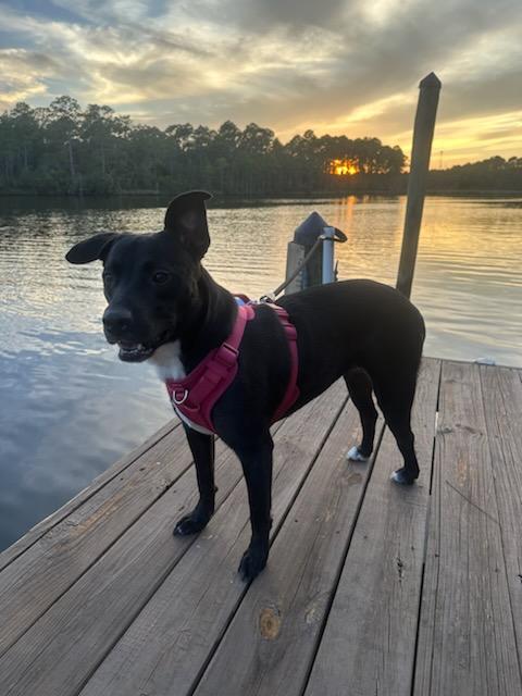 Enlarge Miss B, a Adopted mixed breed in Foley, AL image 2/5