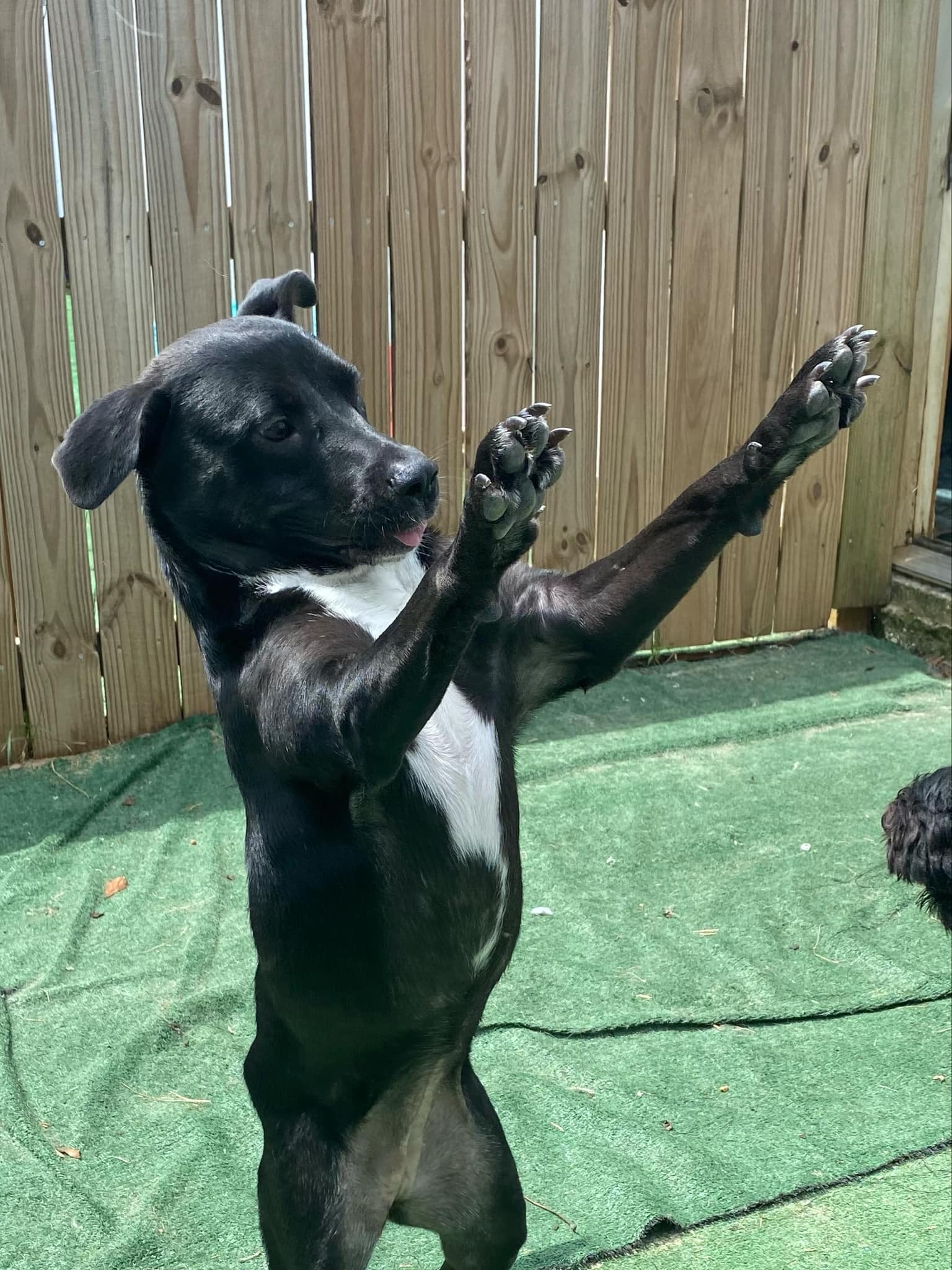 Enlarge Miss B, a Adopted mixed breed in Foley, AL image 3/5