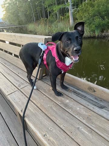 Enlarge Miss B, a Adopted mixed breed in Foley, AL image 4/5