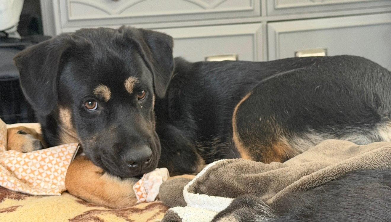 Blitzen, Adopted, Young Male German Shepherd Dog & Siberian Husky.