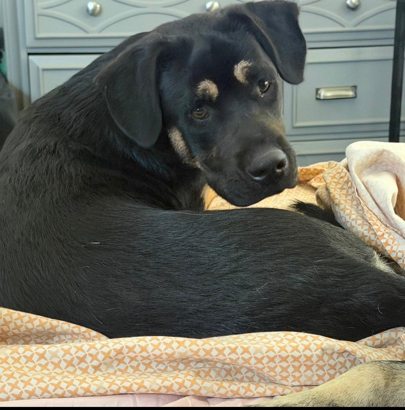 Enlarge Blitzen, a Adopted mixed breed in Fullerton, CA image 2/3