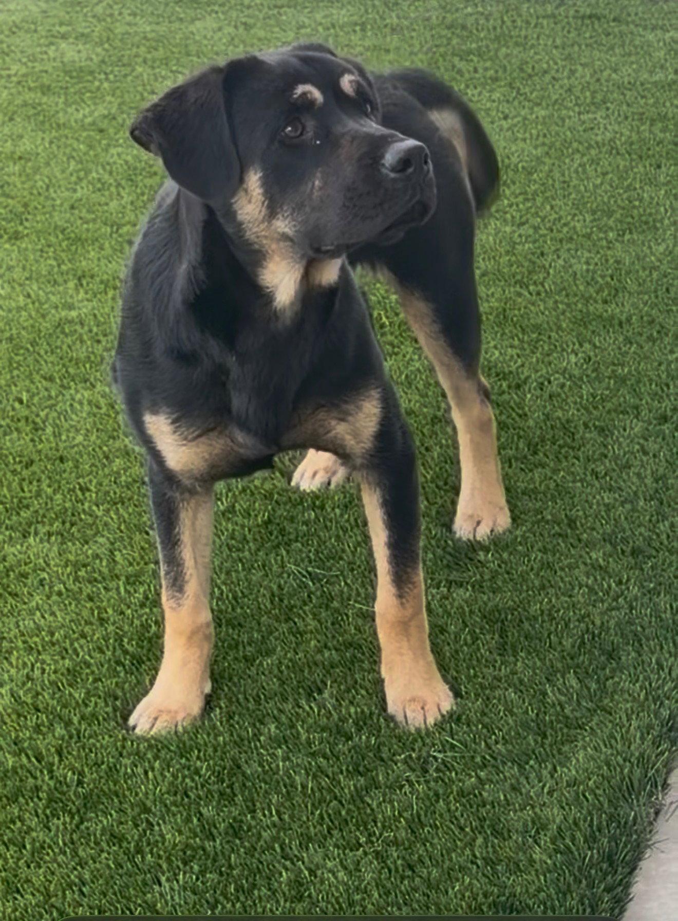 Enlarge Blitzen, a Adopted mixed breed in Fullerton, CA image 3/3
