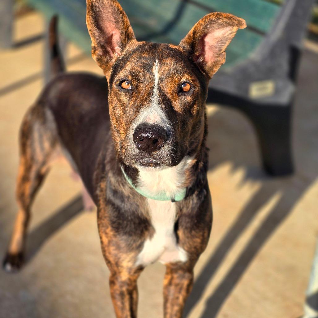 Solstice, Adoptable, Adult Female Cattle Dog.