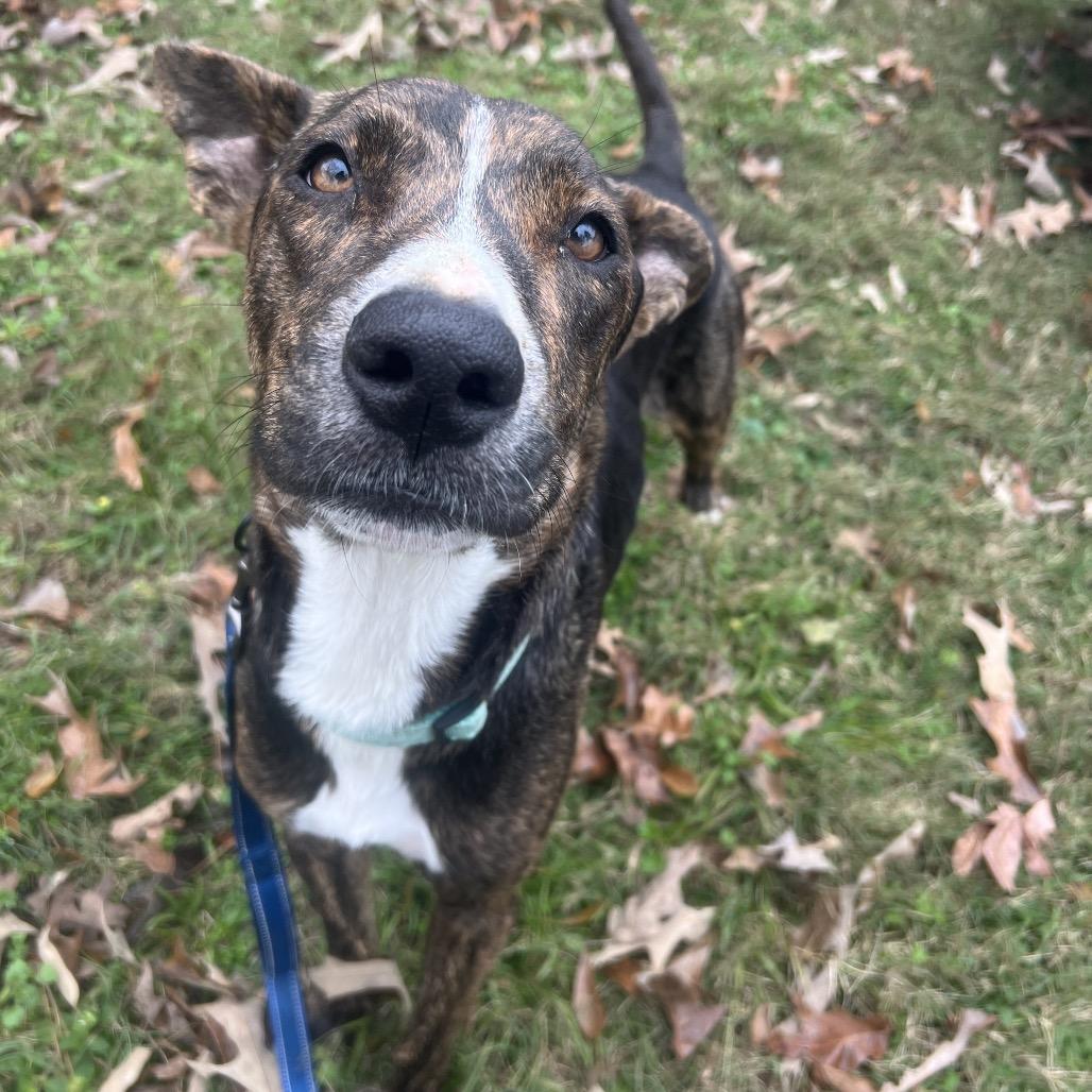 Solstice, a Adoptable mixed breed in Spring, TX image 2/6