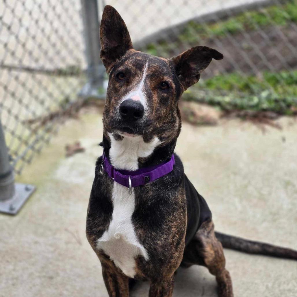 Solstice, a Adoptable mixed breed in Spring, TX image 3/6