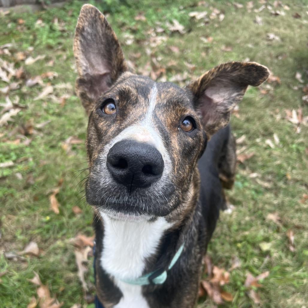 Solstice, a Adoptable mixed breed in Spring, TX image 4/6