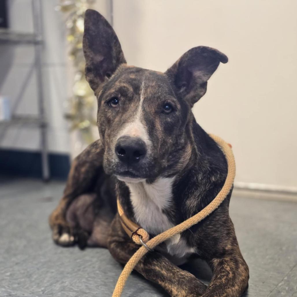 Solstice, a Adoptable mixed breed in Spring, TX image 6/6