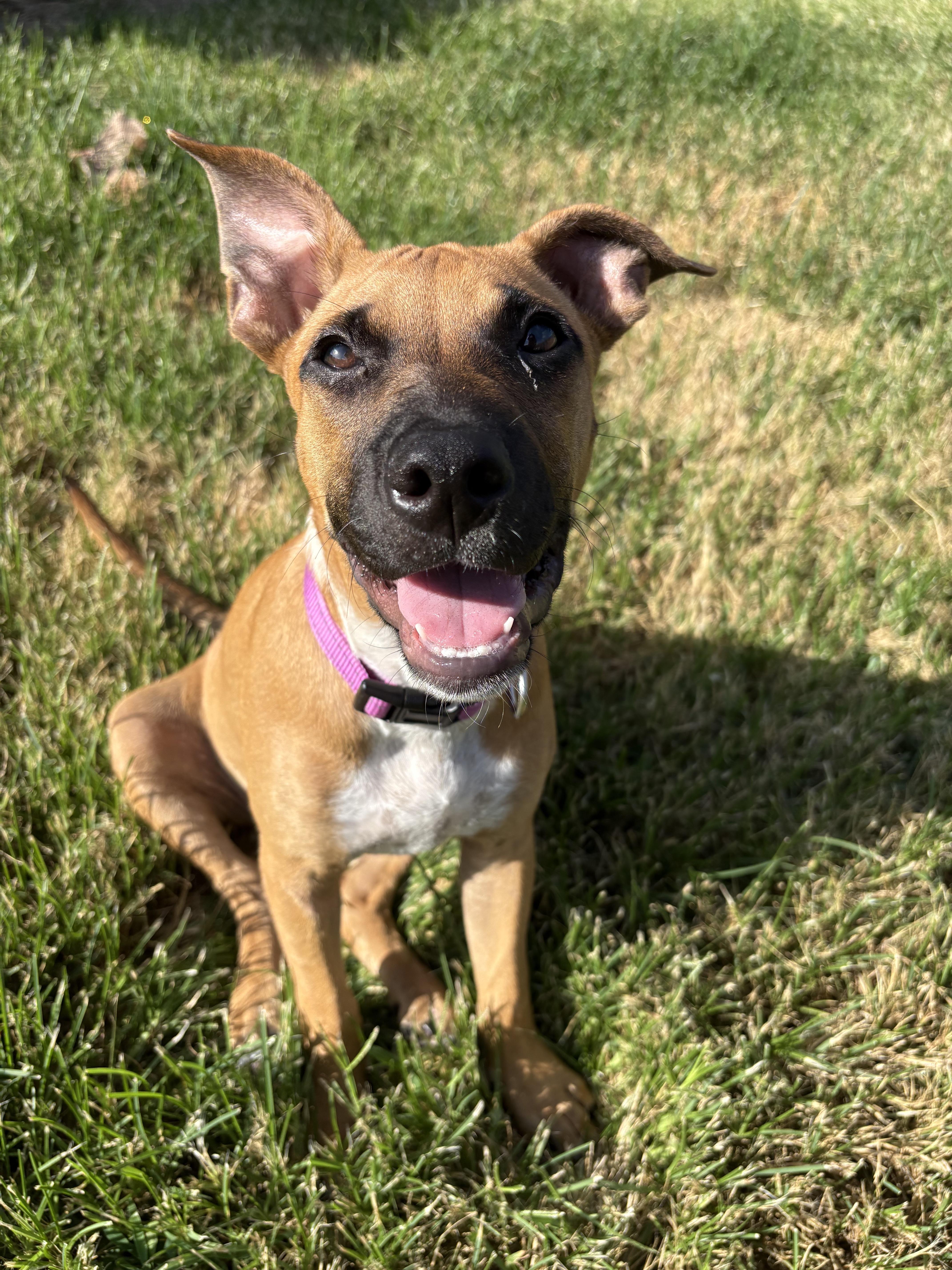 Willow, ADOPTABLE, Puppy Male Boxer.