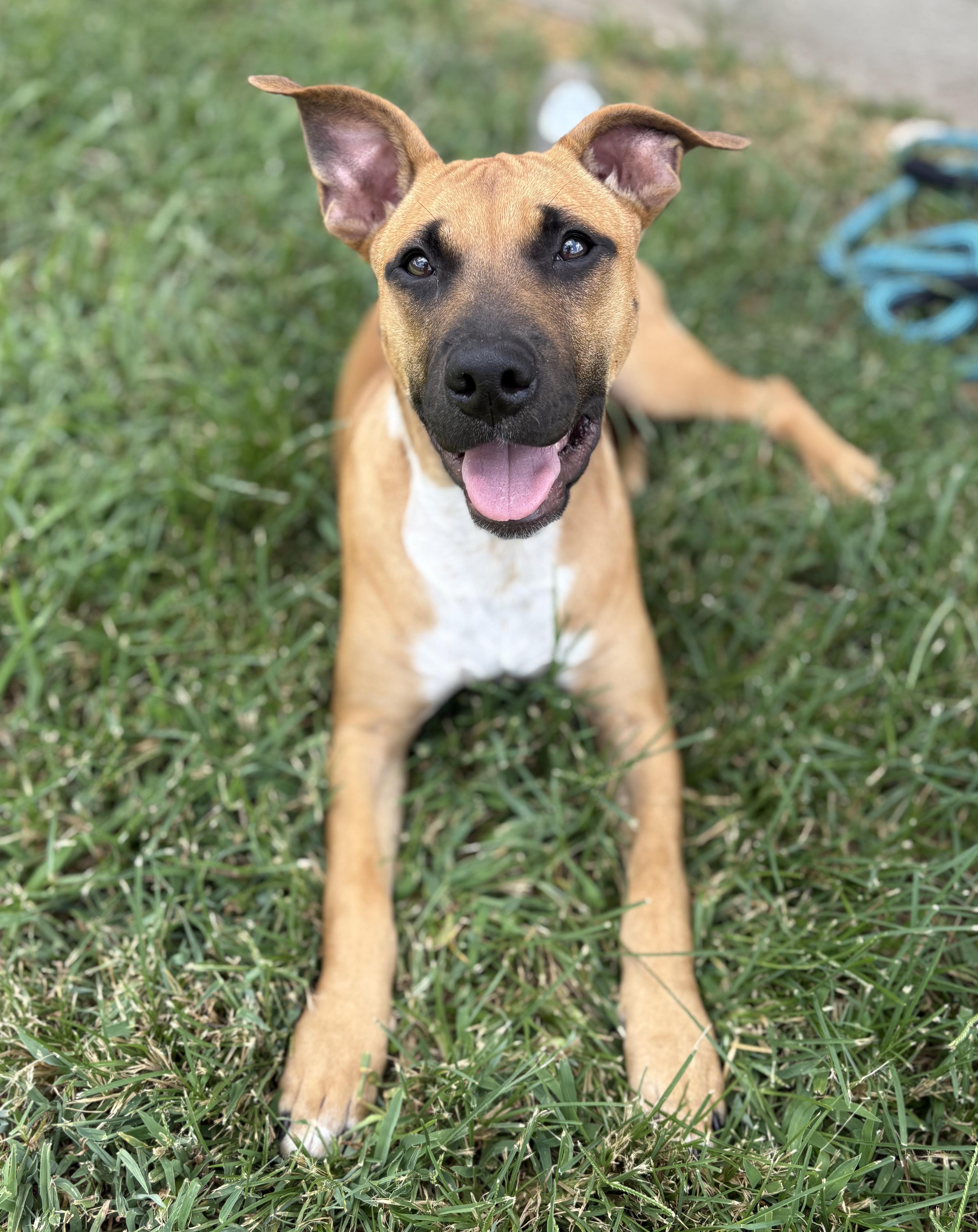 Enlarge Willow, an adopted mixed breed in Bryan, TX image 1/2