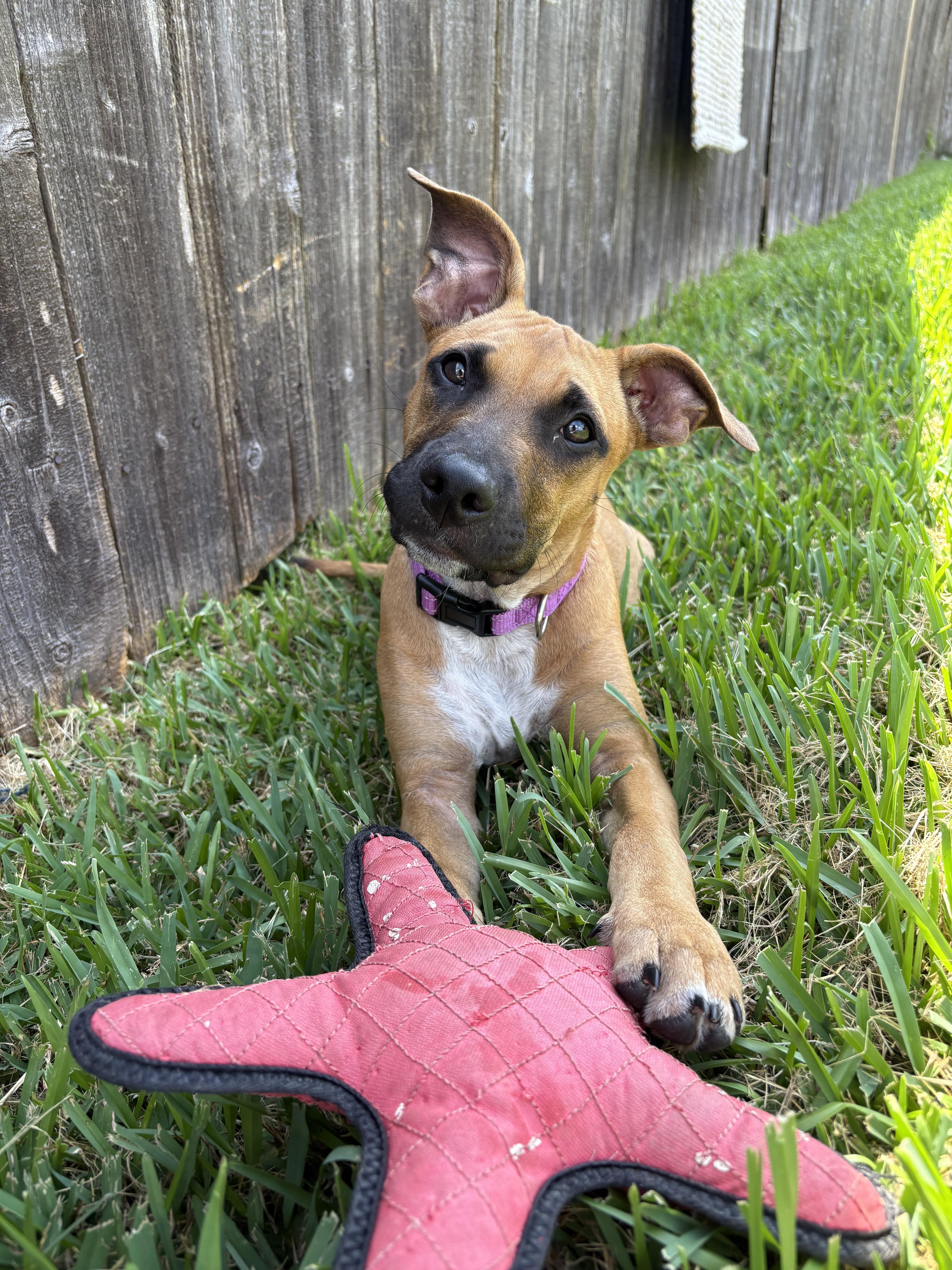 Enlarge Willow, a ADOPTABLE mixed breed in Bryan, TX image 2/4