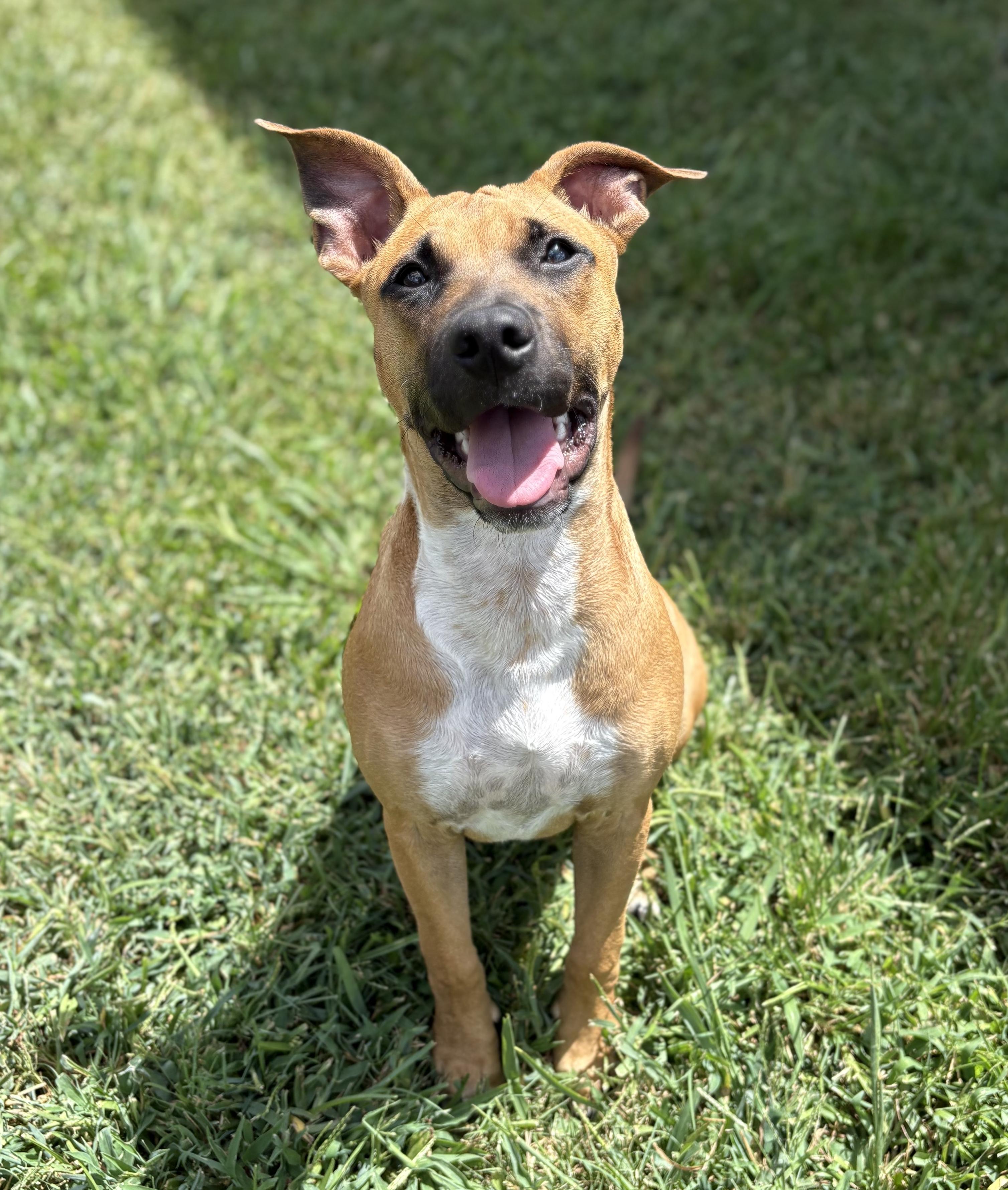 Enlarge Willow, an adopted mixed breed in Bryan, TX image 2/2