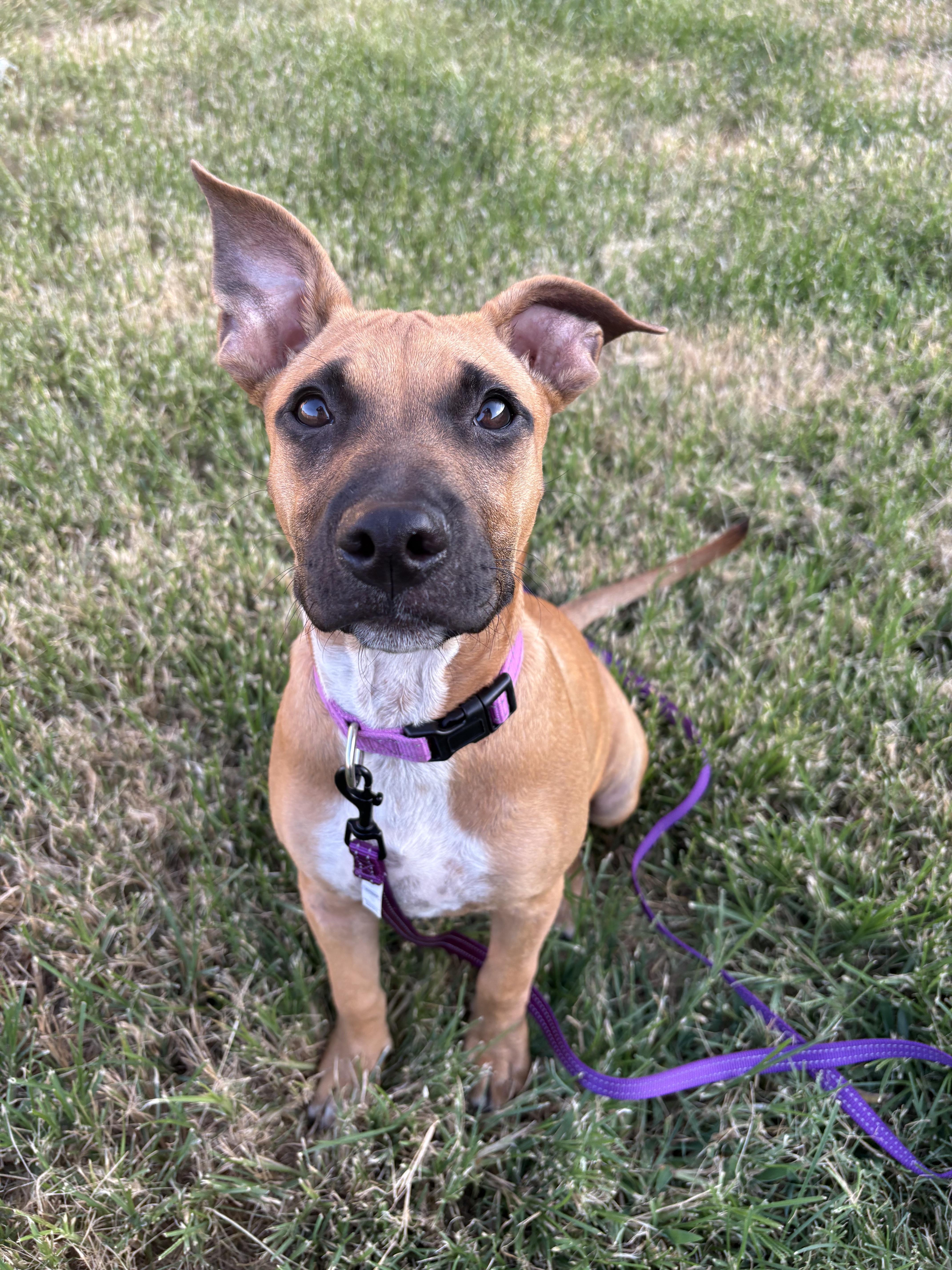 Enlarge Willow, a ADOPTABLE mixed breed in Bryan, TX image 4/4