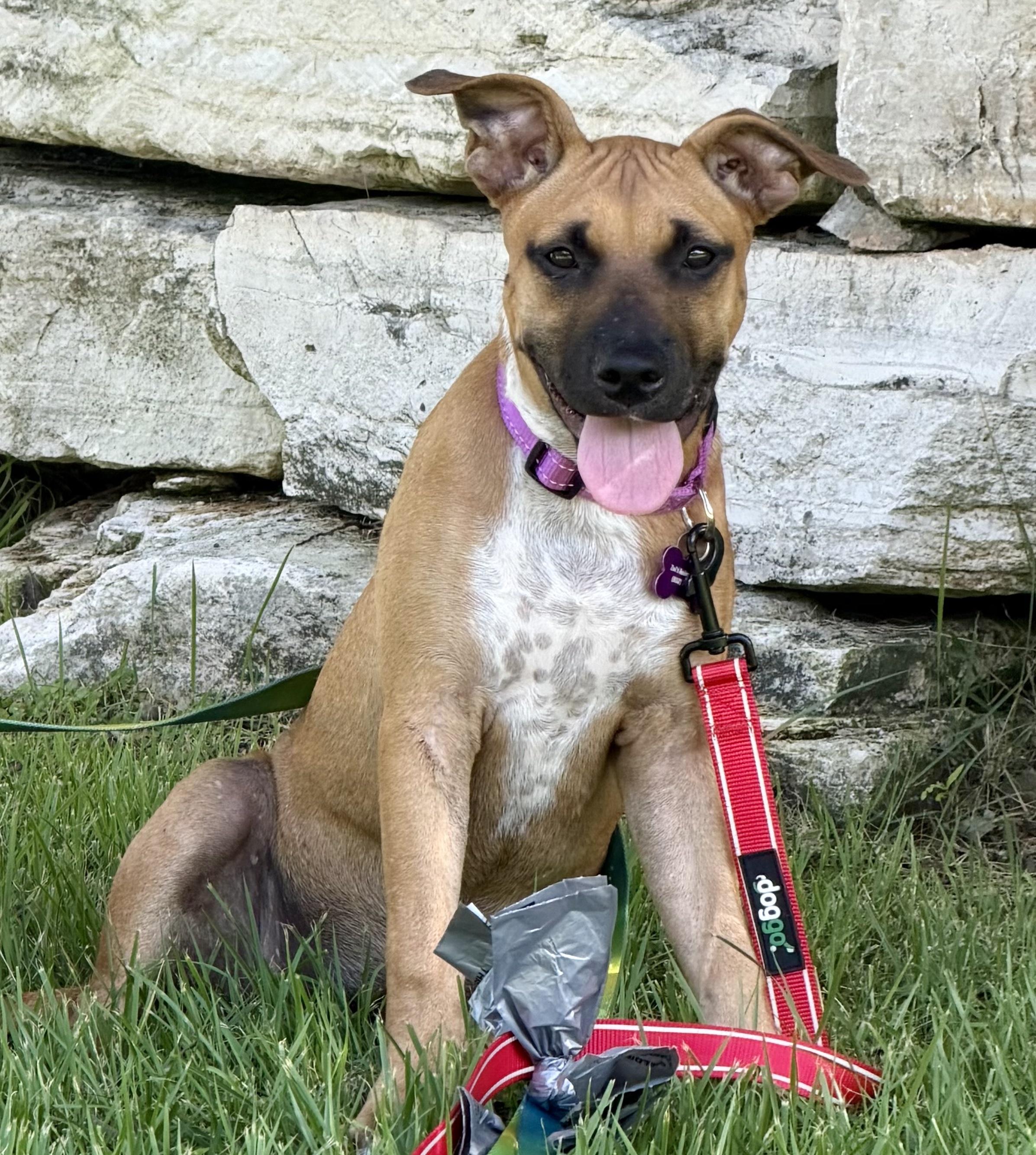 Enlarge Willow, a ADOPTABLE mixed breed in Bryan, TX image 3/4