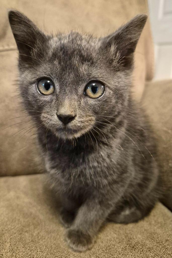 Great Catsby, Adoptable, Kitten Male Russian Blue.