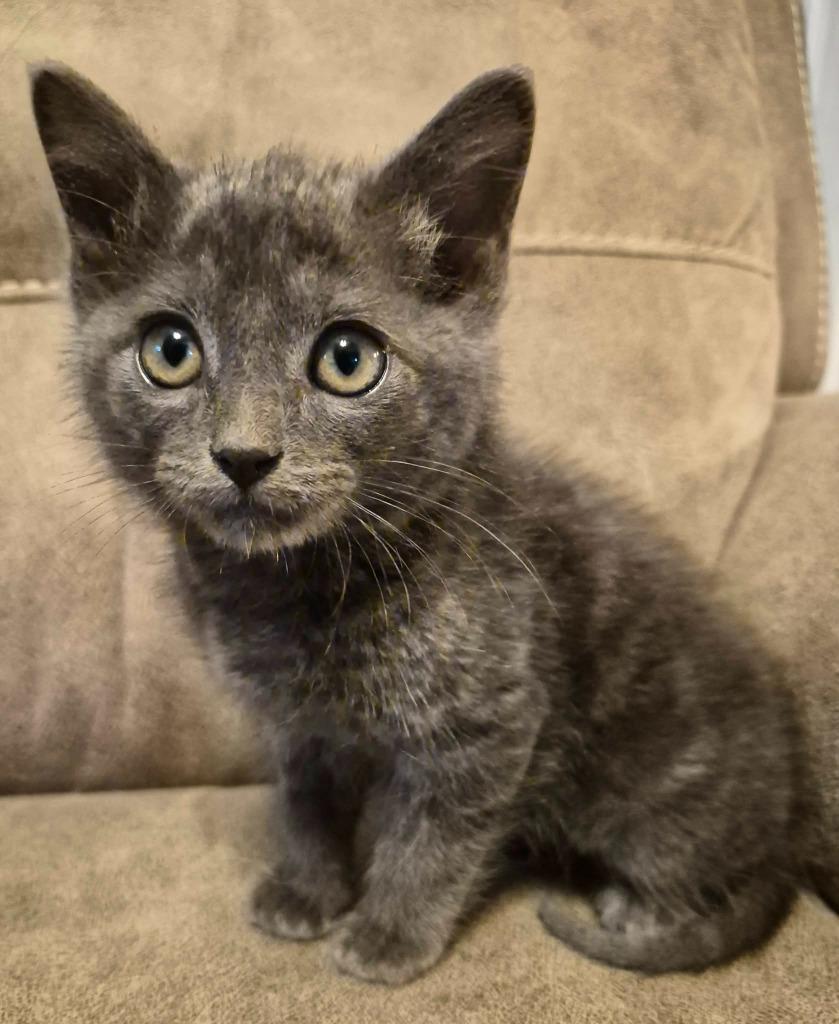 Great Catsby, a Adoptable Russian Blue in Buford, GA image 2/3