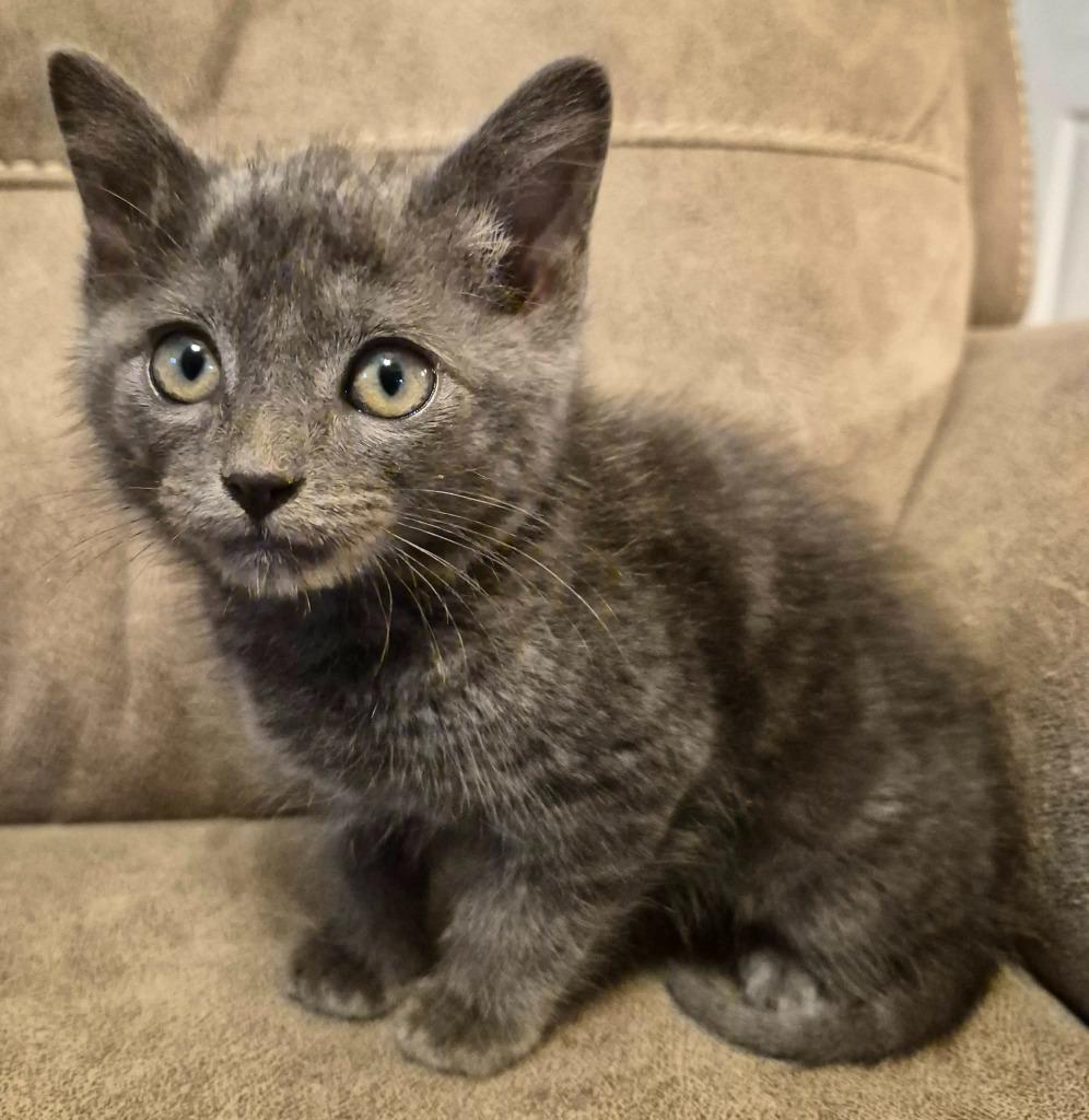 Great Catsby, a Adoptable Russian Blue in Buford, GA image 3/3