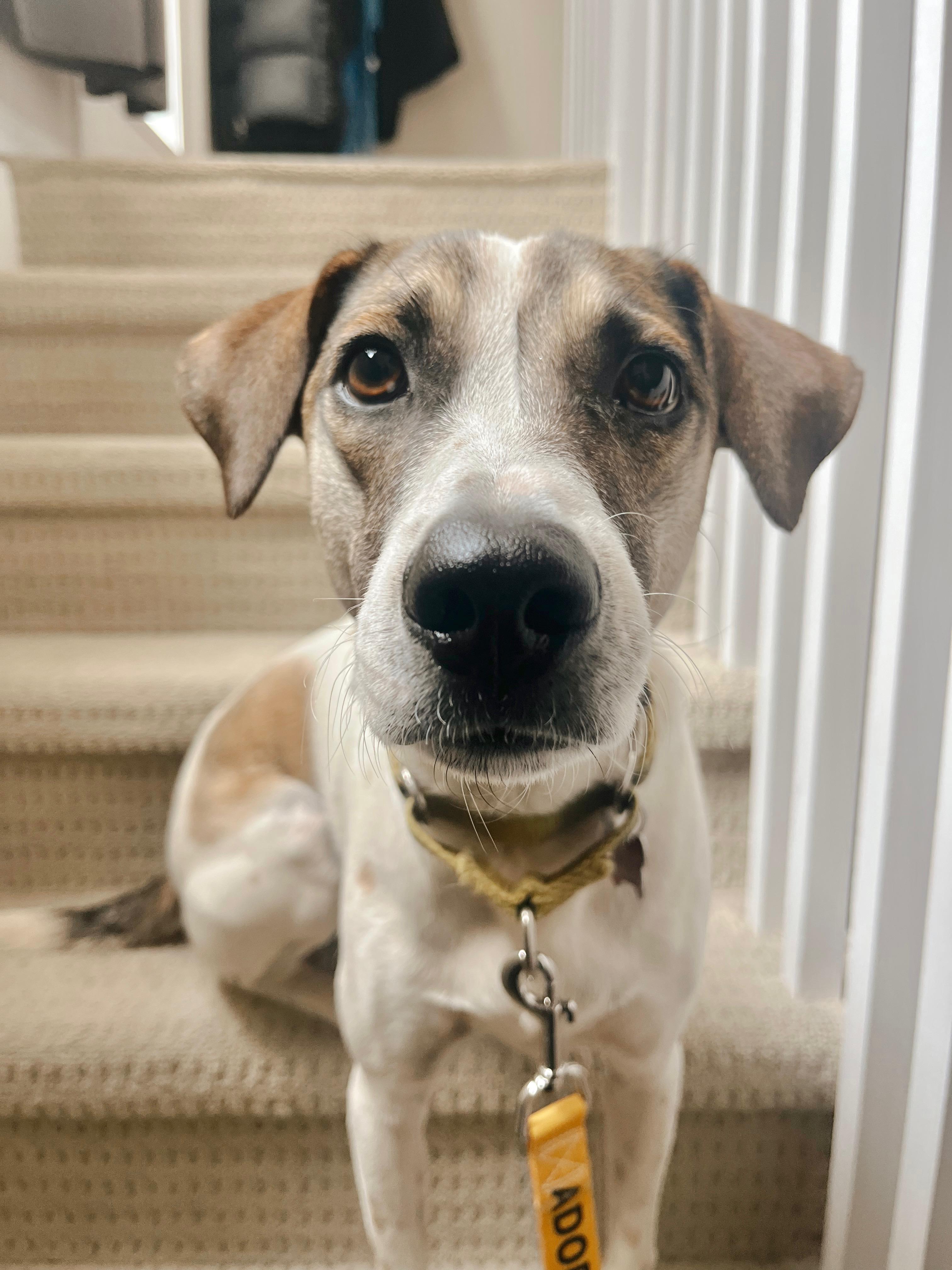 Enlarge Jack, a ADOPTABLE mixed breed in Mississauga, ON image 1/5