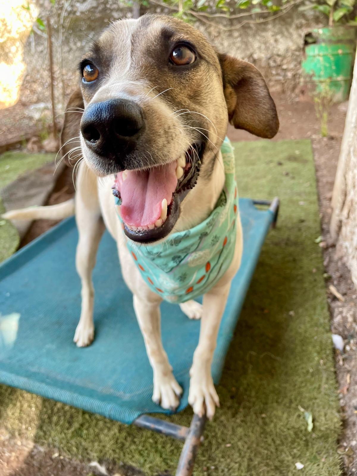Enlarge Jack, a ADOPTABLE mixed breed in Mississauga, ON image 5/5
