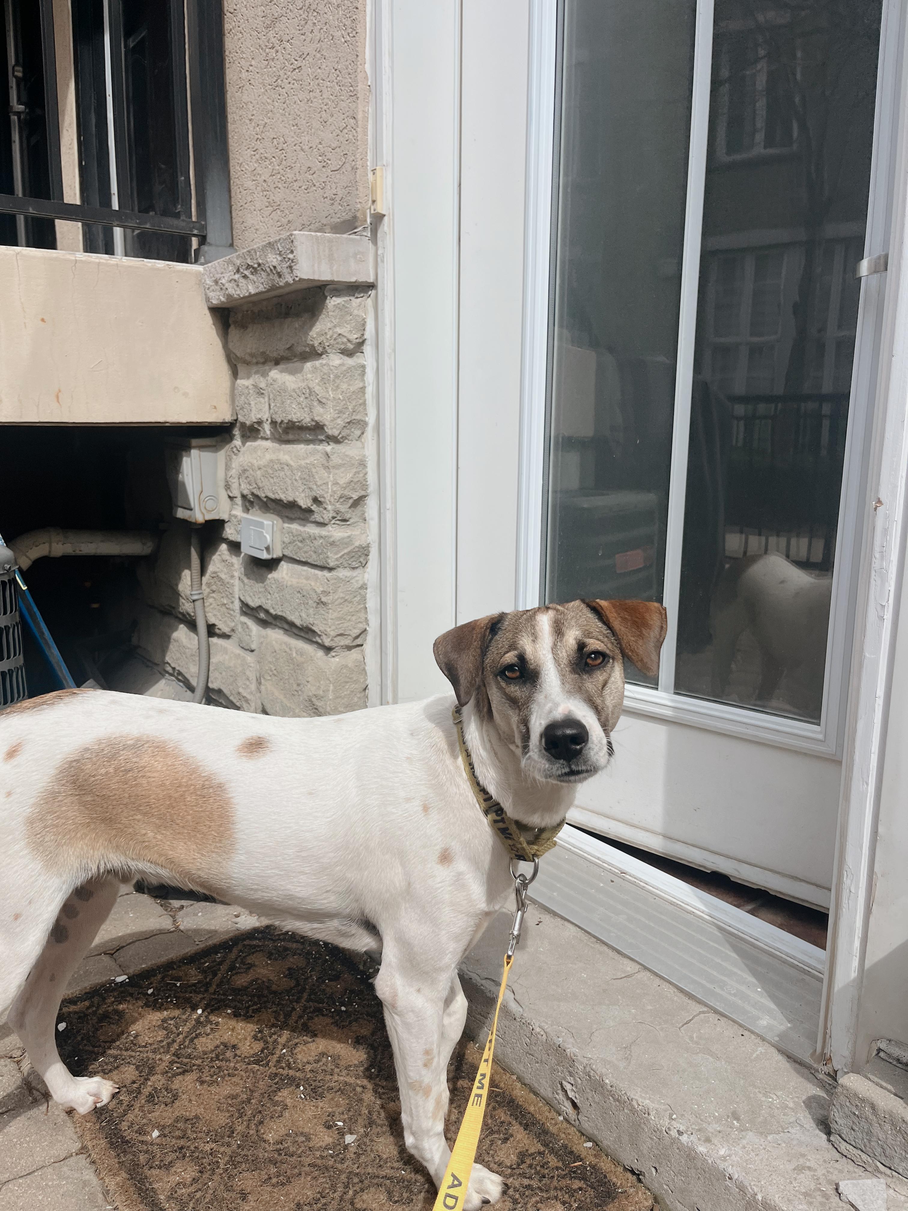 Enlarge Jack, a ADOPTABLE mixed breed in Mississauga, ON image 2/5