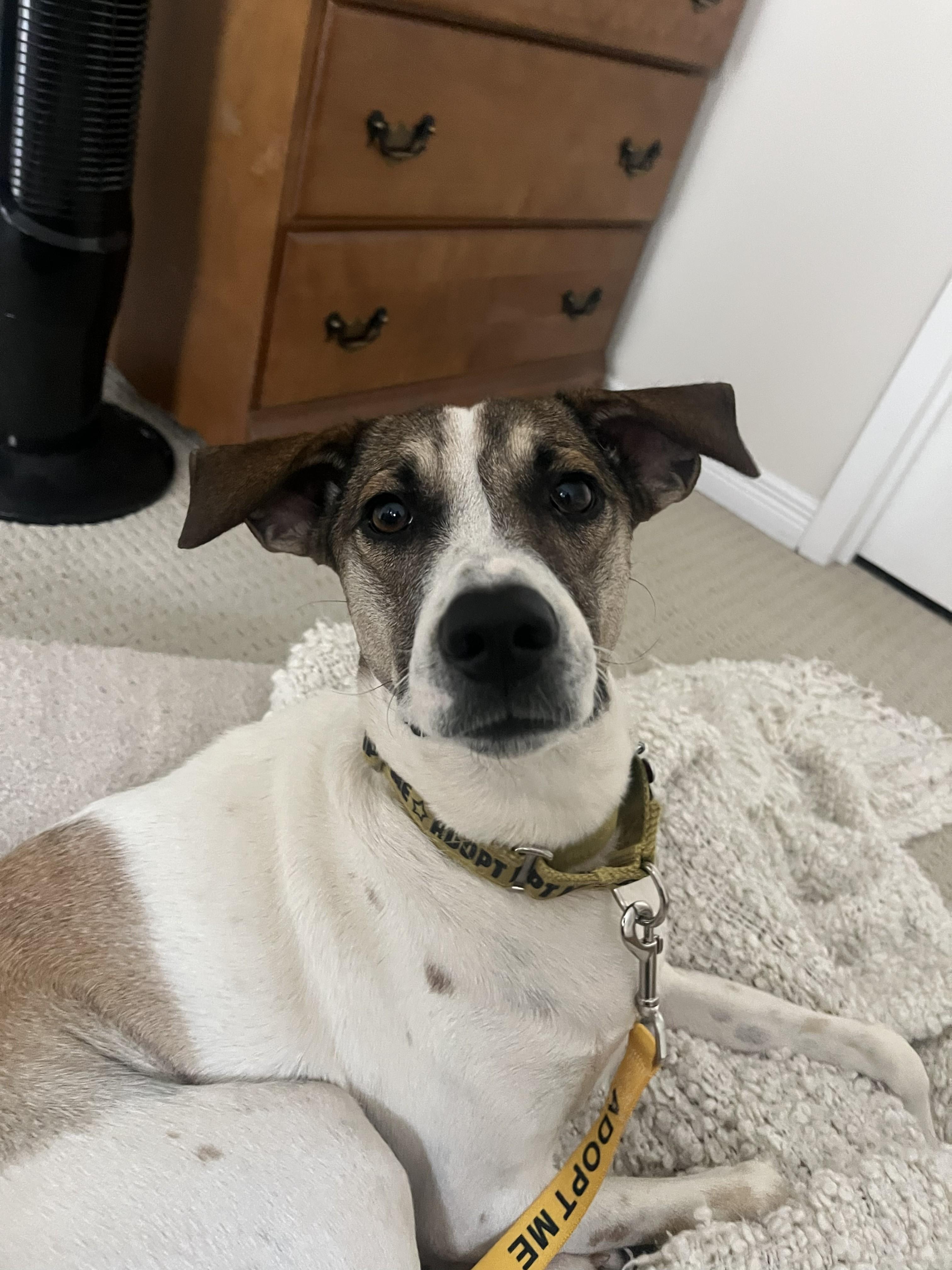 Enlarge Jack, a ADOPTABLE mixed breed in Mississauga, ON image 3/5