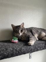 Enlarge Whisker Biscuit, a ADOPTABLE Domestic Short Hair in Lock Haven, PA image 1/1