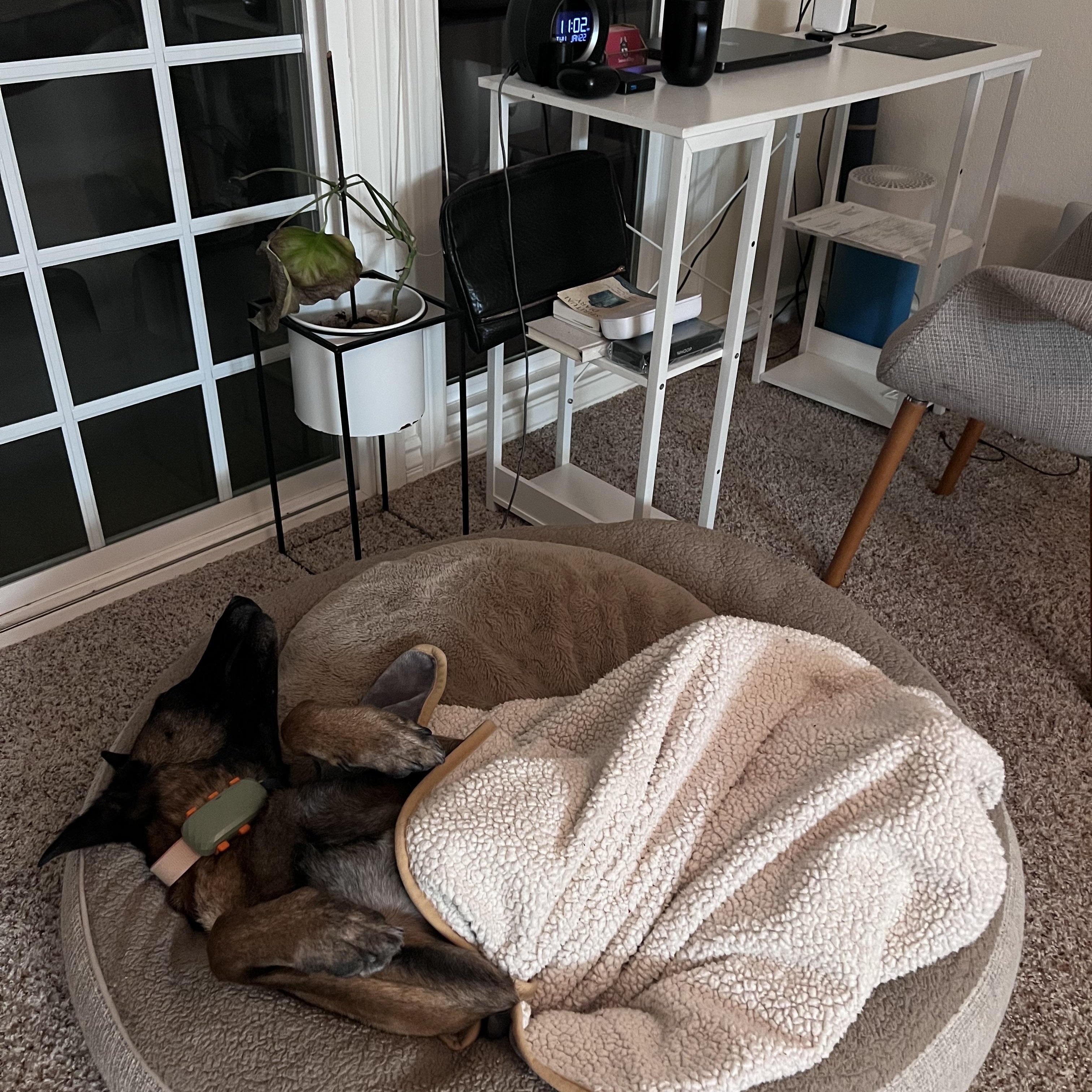 Enlarge Zoe, a Adoptable Belgian Shepherd / Malinois in Valley Village, CA image 4/6