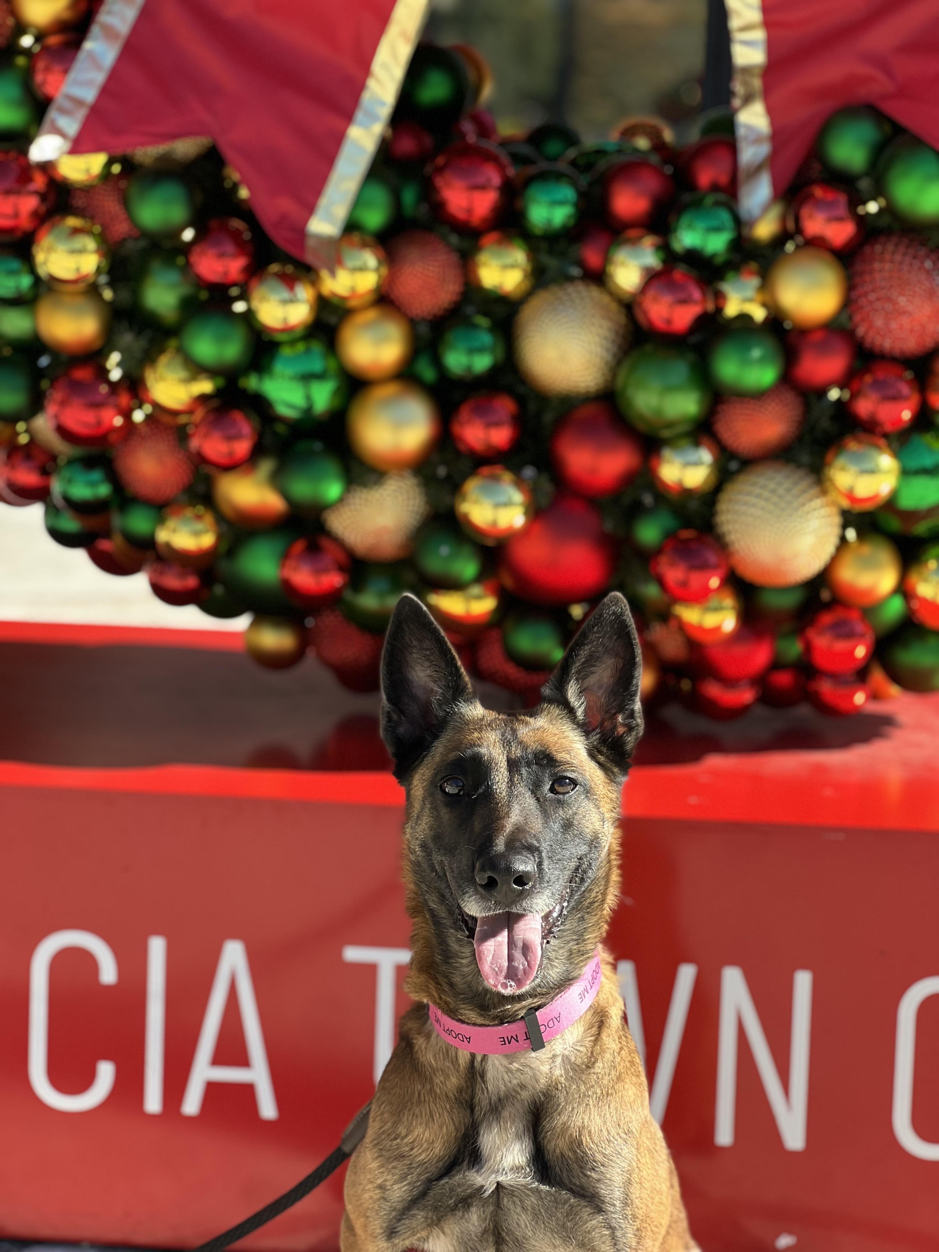 Enlarge Zoe, a Adoptable Belgian Shepherd / Malinois in Valley Village, CA image 3/6