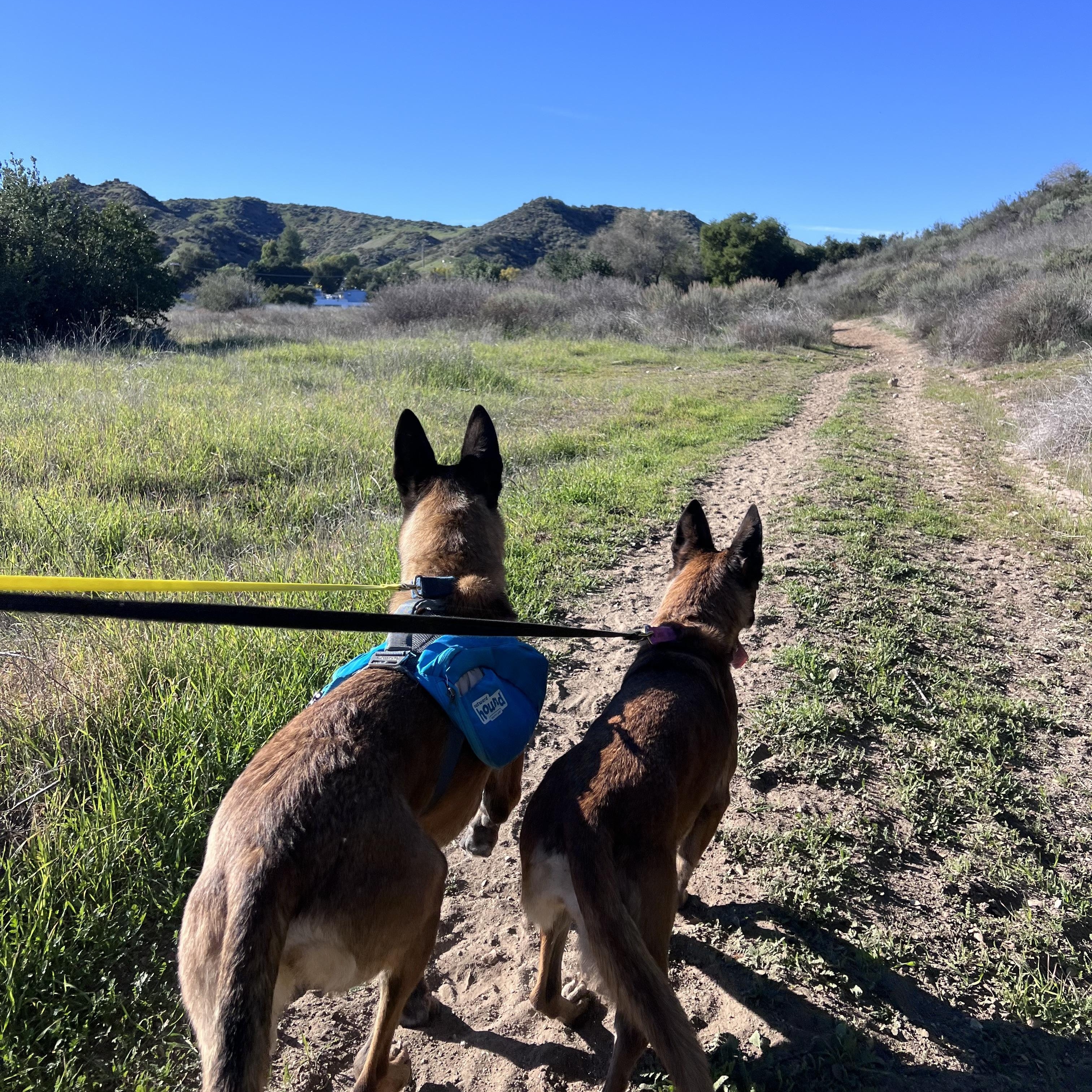 Enlarge Zoe, a Adoptable Belgian Shepherd / Malinois in Valley Village, CA image 2/6