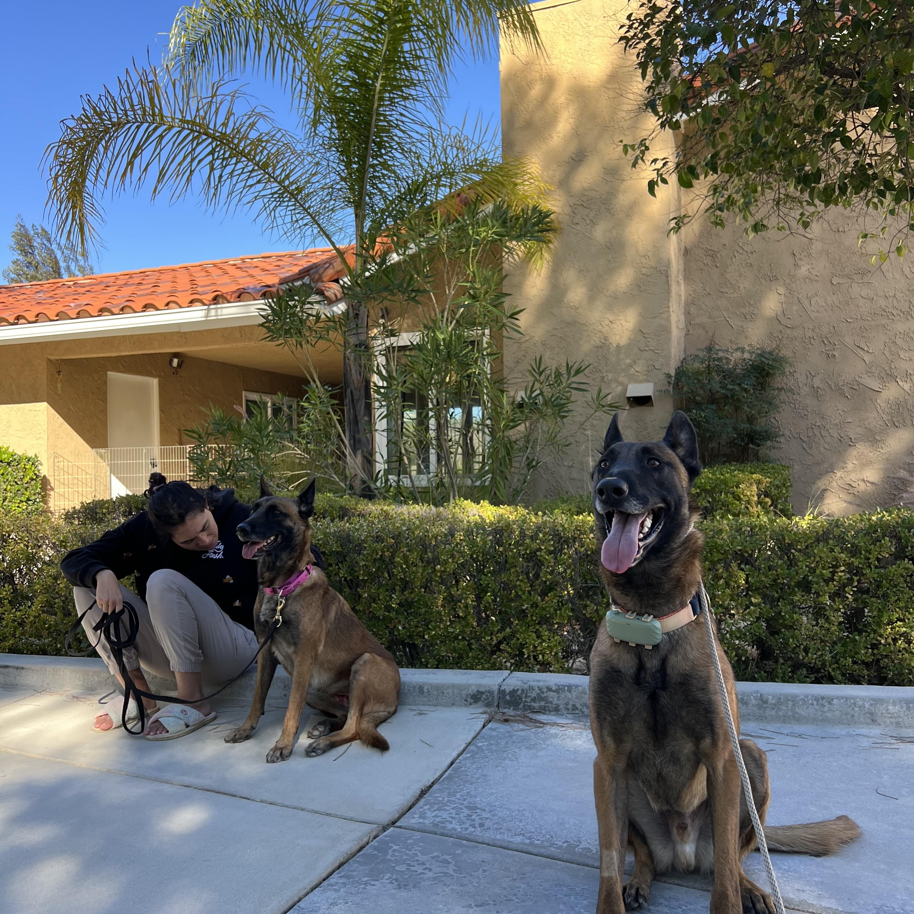 Enlarge Zoe, a Adoptable Belgian Shepherd / Malinois in Valley Village, CA image 6/6