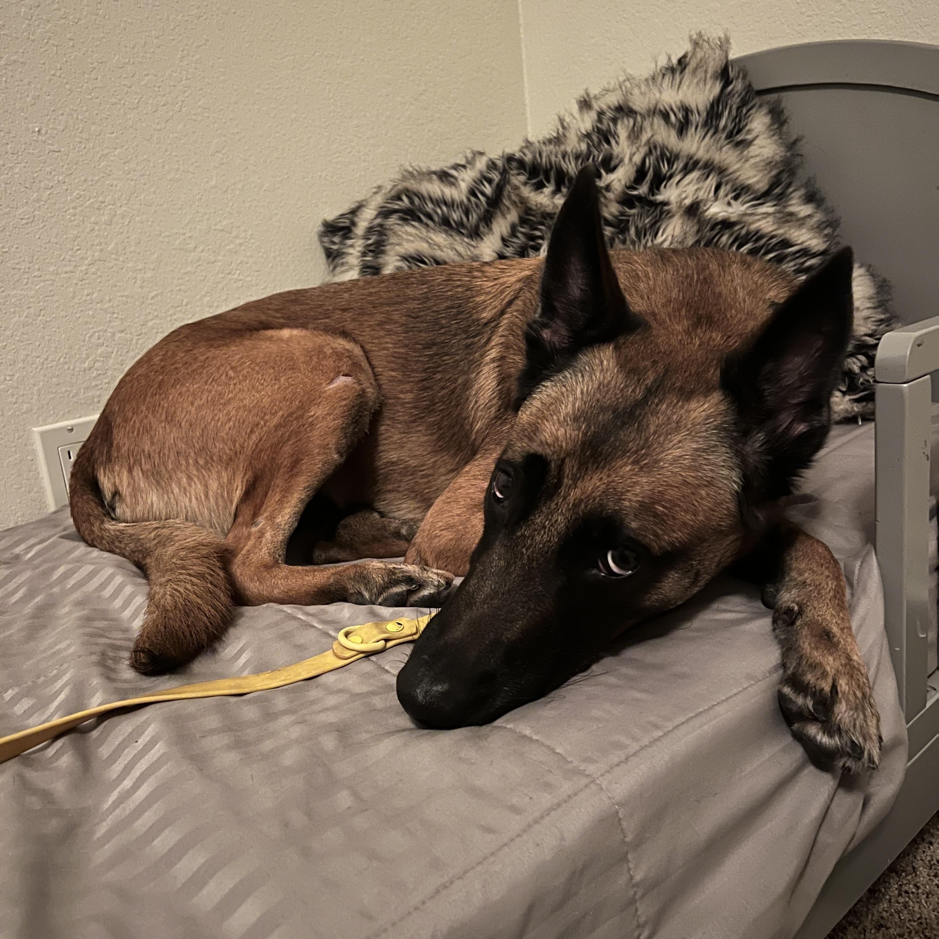 Enlarge Zoe, a Adoptable Belgian Shepherd / Malinois in Valley Village, CA image 1/6