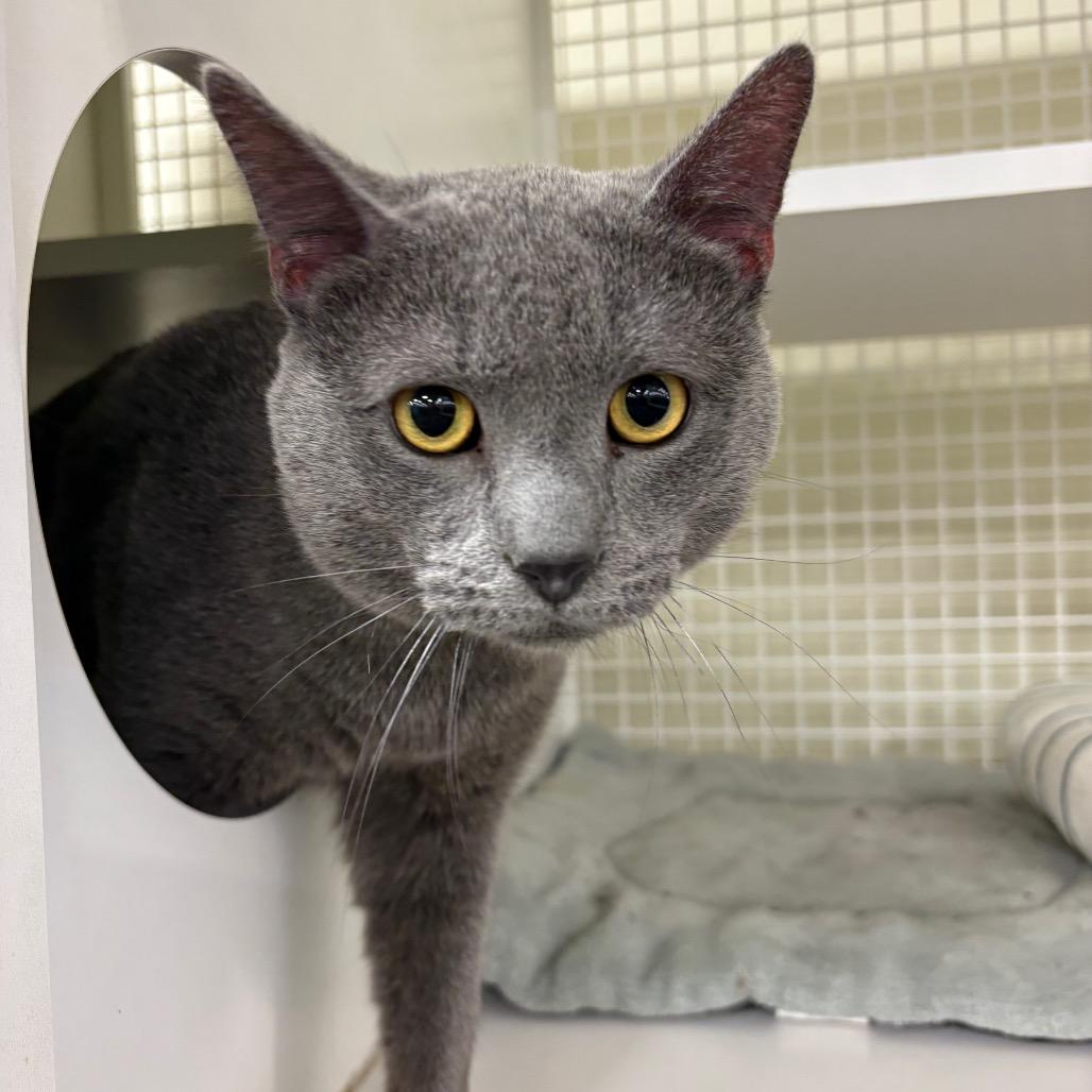Enlarge Turks, a Adoptable Domestic Short Hair in St. Paul, MN image 1/5
