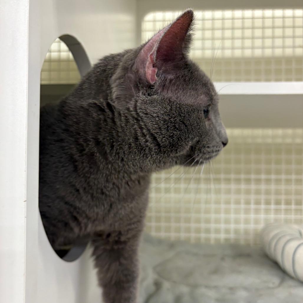 Enlarge Turks, a Adoptable Domestic Short Hair in St. Paul, MN image 2/5