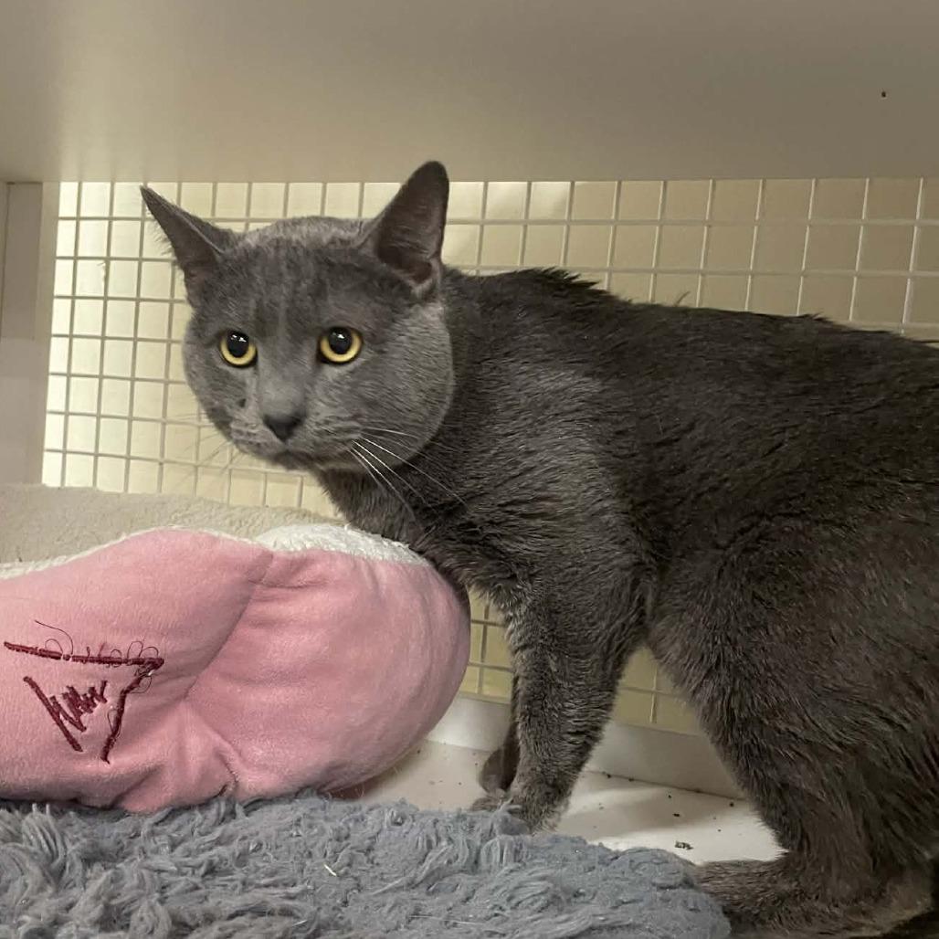 Enlarge Turks, a Adoptable Domestic Short Hair in St. Paul, MN image 3/5