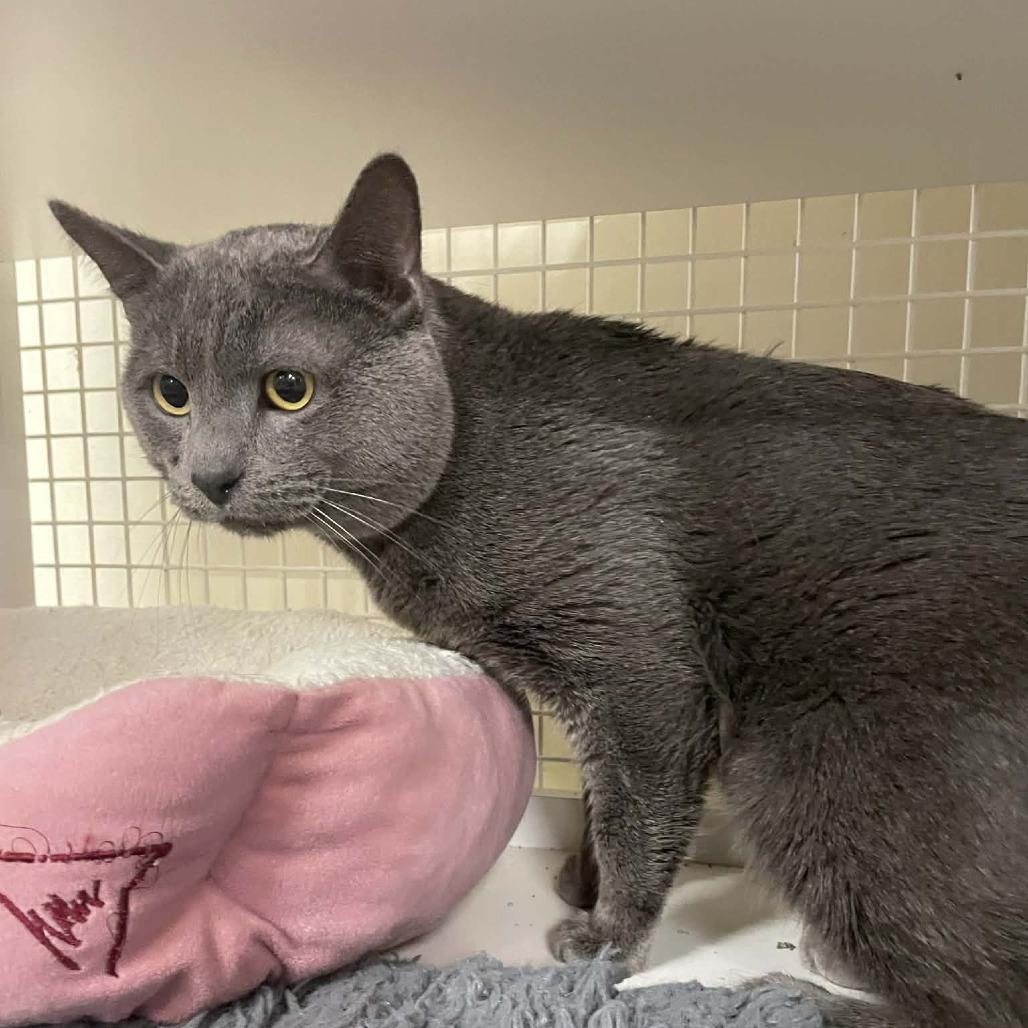 Enlarge Turks, a Adoptable Domestic Short Hair in St. Paul, MN image 4/5