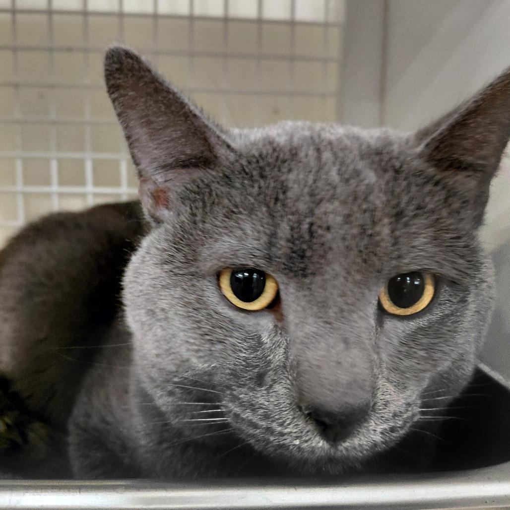 Enlarge Turks, a Adoptable Domestic Short Hair in St. Paul, MN image 5/5