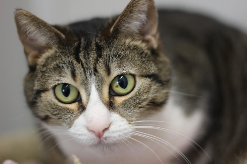 Hannah (sponsored), Adoptable, Adult Female Domestic Short Hair.