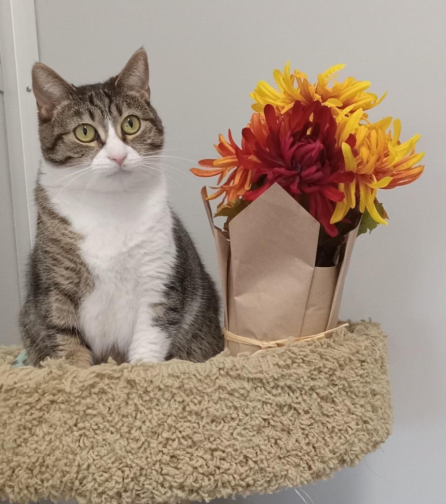 Enlarge Hannah (sponsored), a Adoptable mixed breed in Rockford, IL image 3/6