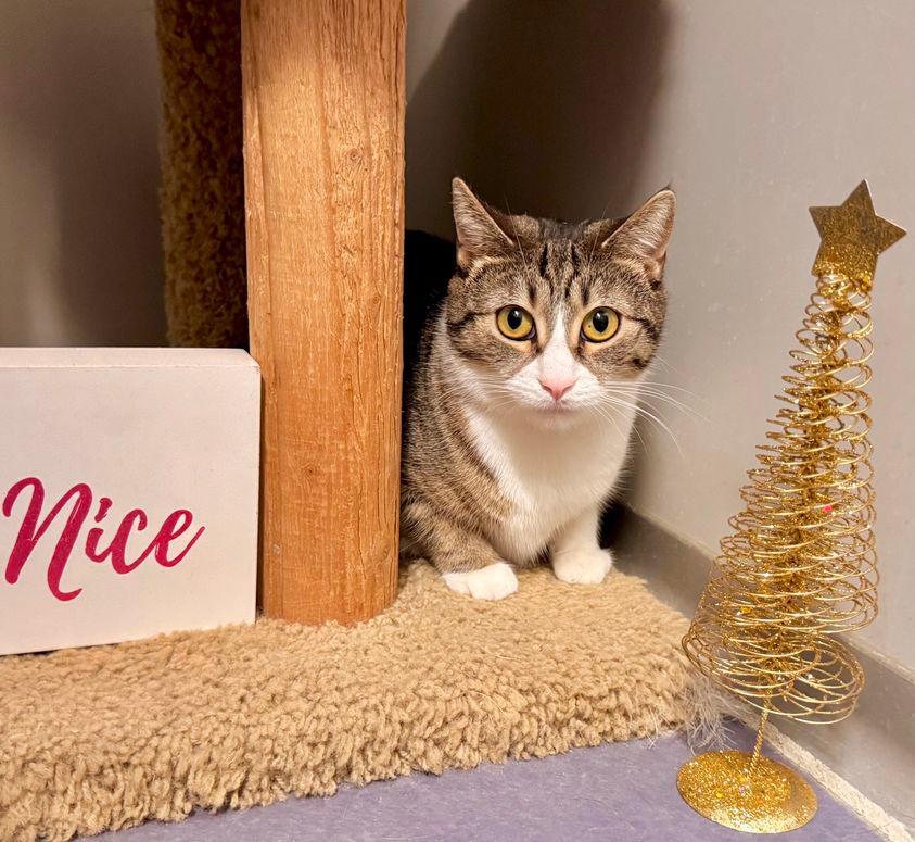 Hannah (sponsored), a Adoptable mixed breed in Rockford, IL image 3/6