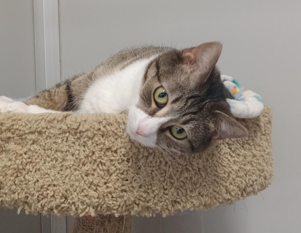 Hannah (sponsored), a Adoptable mixed breed in Rockford, IL image 6/6