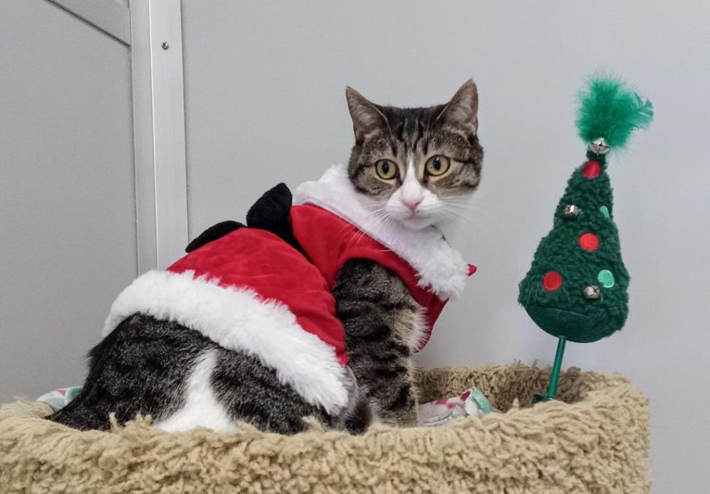 Enlarge Hannah (sponsored), a Adoptable mixed breed in Rockford, IL image 3/6