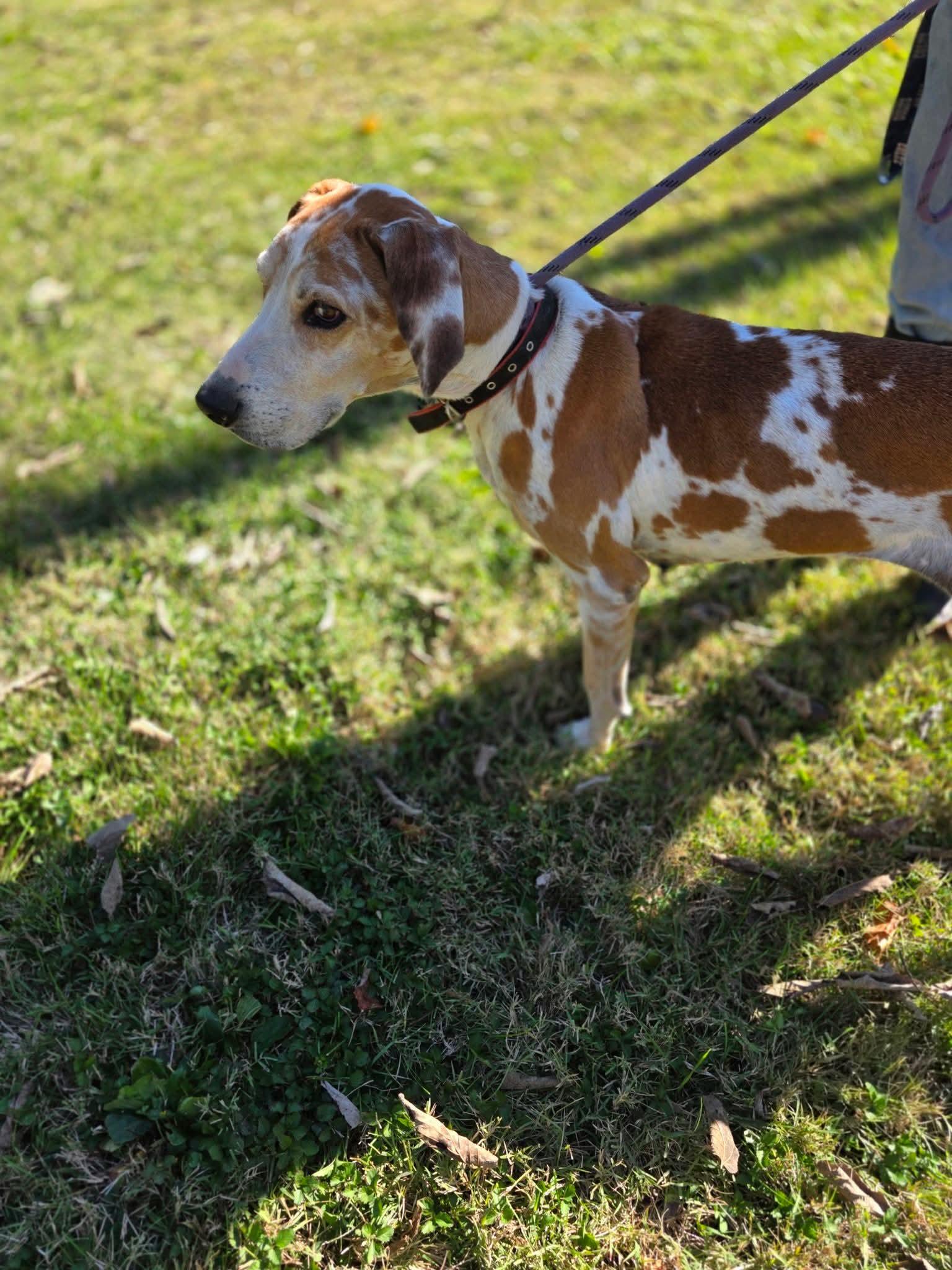 Layla, Adoptable, Senior Female Great Dane & Hound.