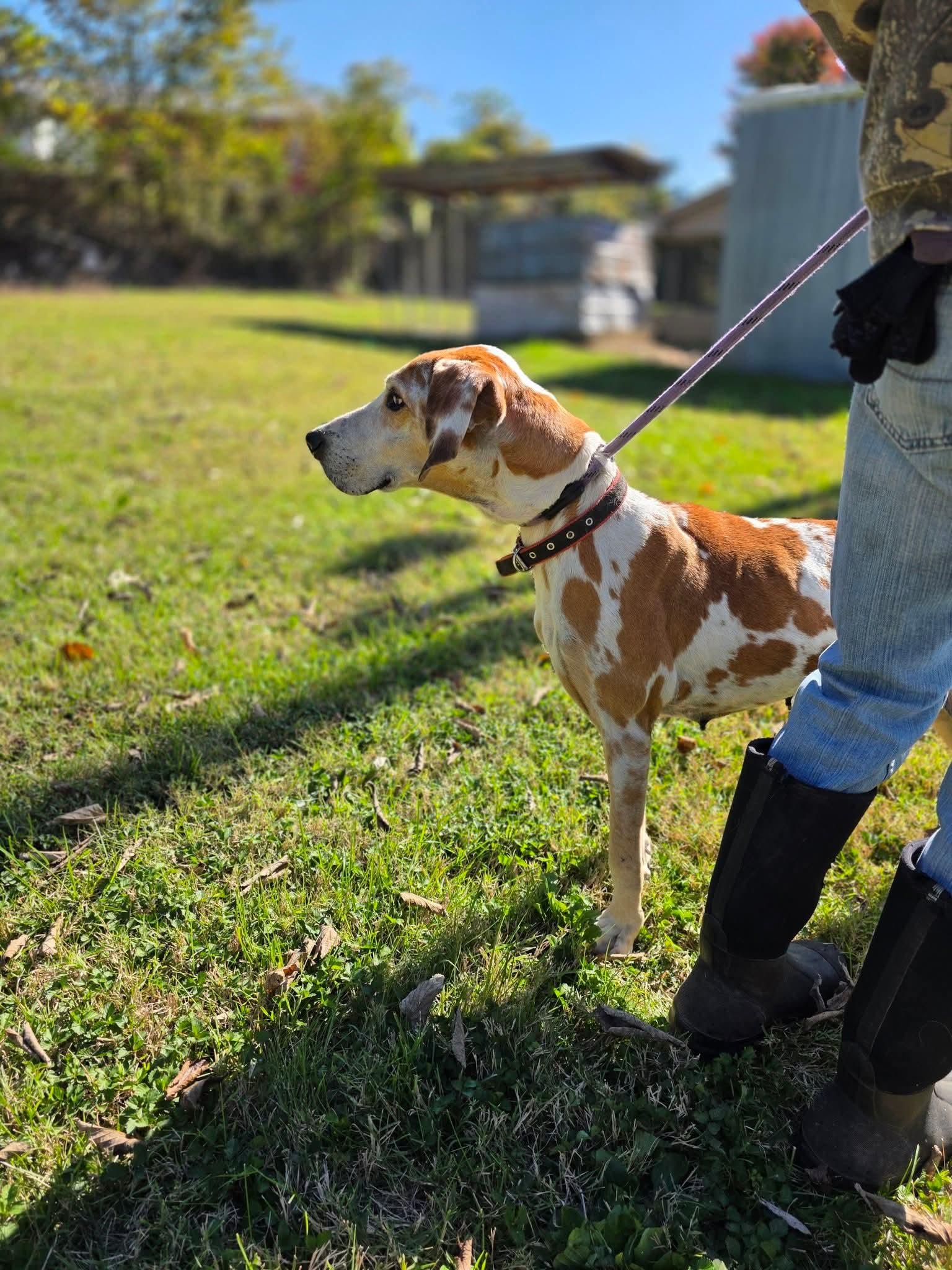 Layla, an adopted mixed breed in Harrodsburg, KY image 2/4