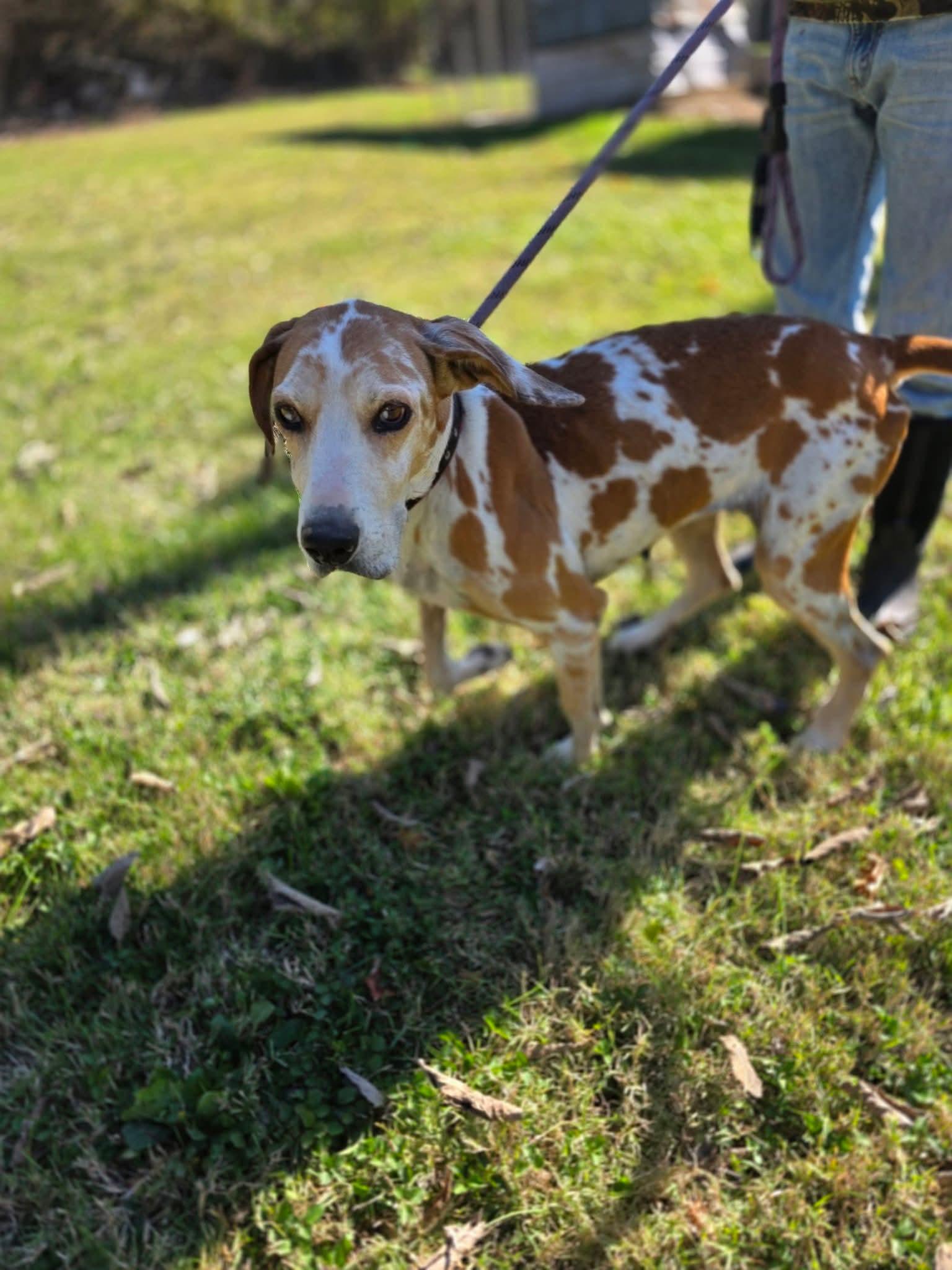 Layla, an adopted mixed breed in Harrodsburg, KY image 4/4
