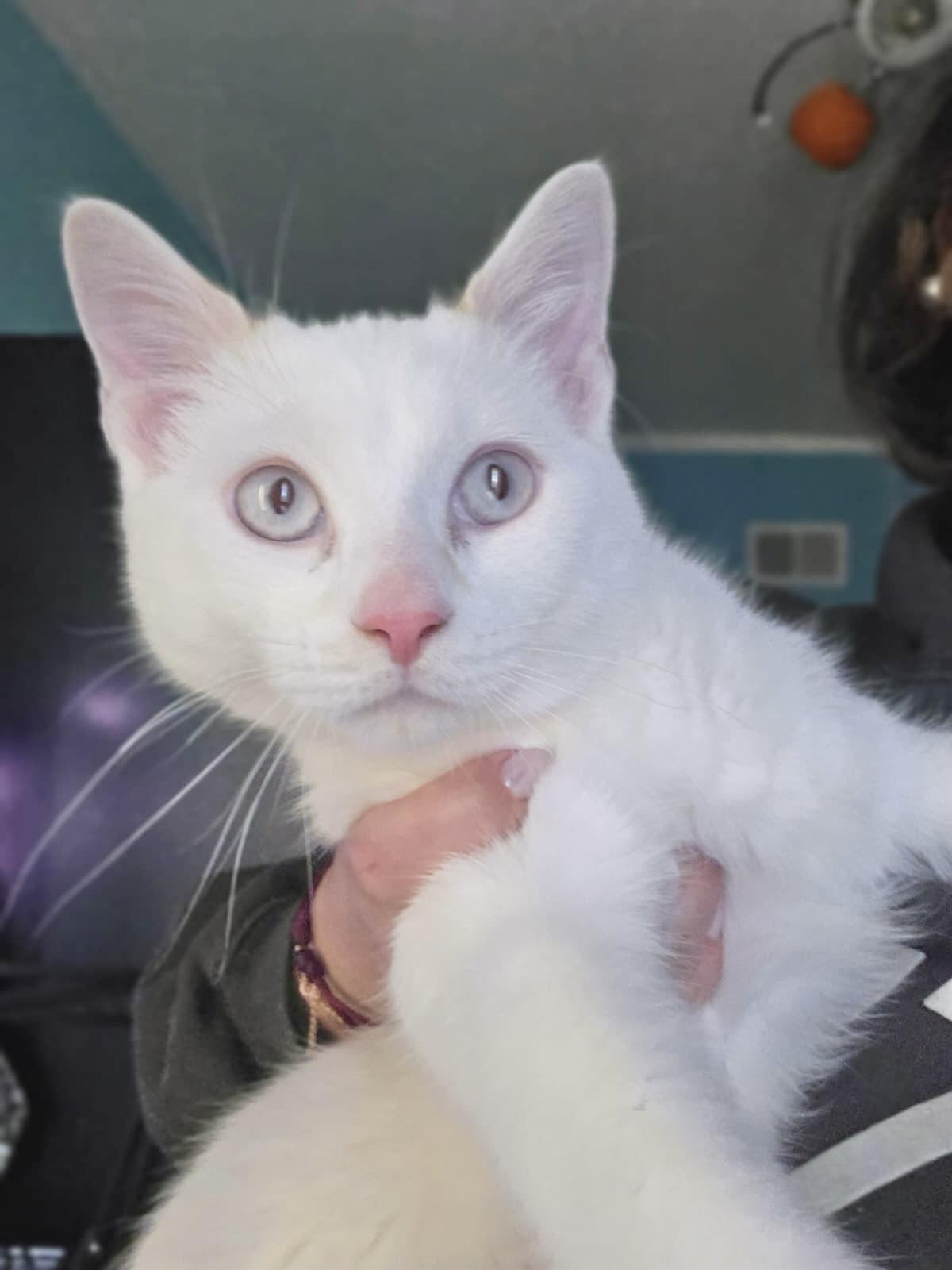 Enlarge Marsh, an adopted mixed breed in Brooklyn , NY image 2/5