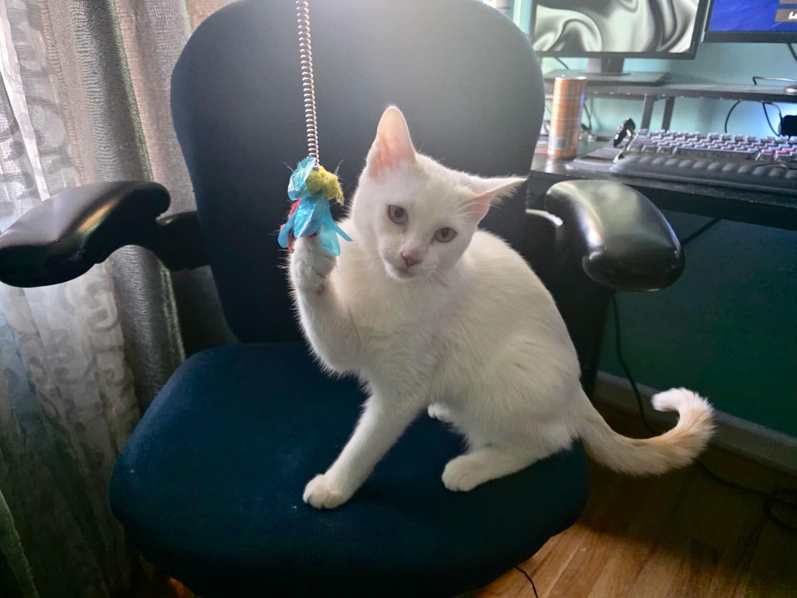 Enlarge Marsh, an adopted mixed breed in Brooklyn , NY image 3/5