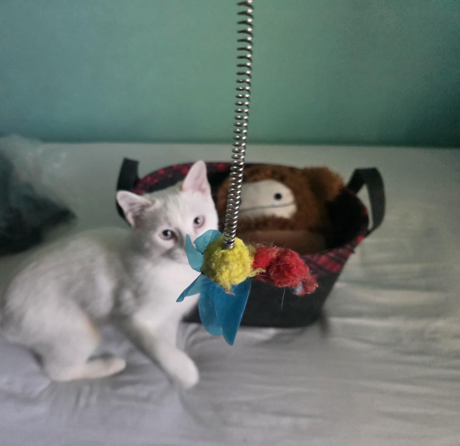 Marsh, adopted, Kitten Male Siamese & Domestic Short Hair.