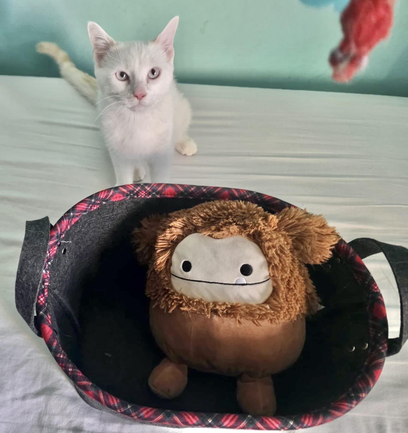 Enlarge Marsh, an adopted mixed breed in Brooklyn , NY image 4/5