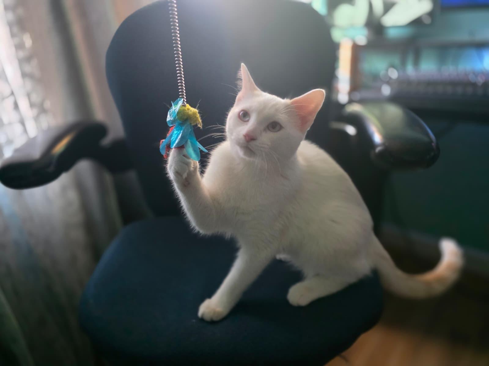 Enlarge Marsh, an adopted mixed breed in Brooklyn , NY image 5/5