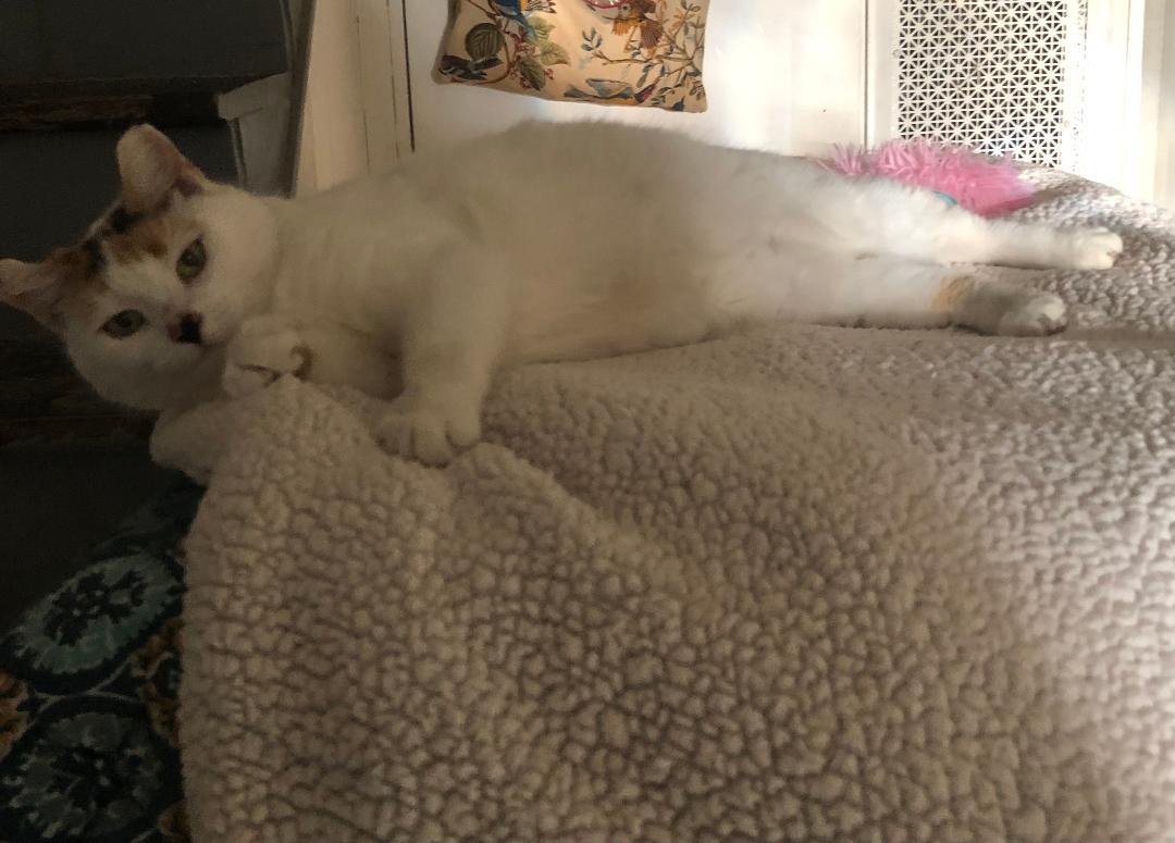 Cindy, Adoptable, Adult Female Calico & Domestic Short Hair.