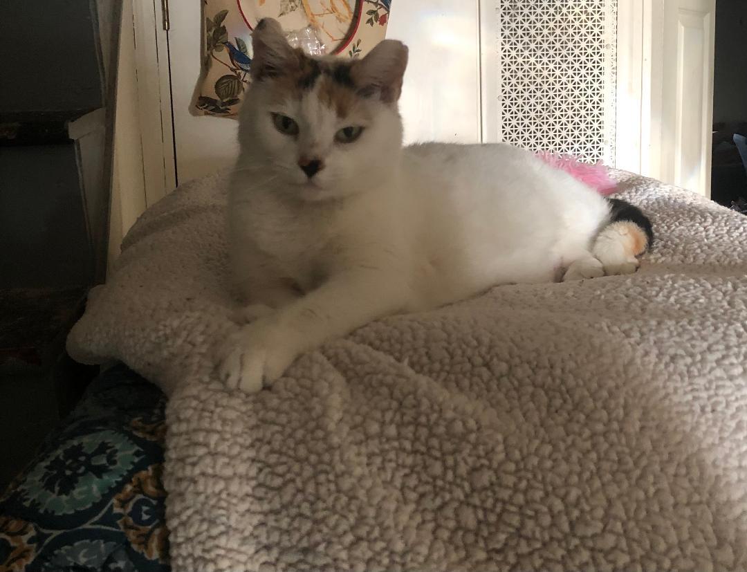 Enlarge Cindy, a Adoptable mixed breed in Yardley, PA image 2/3